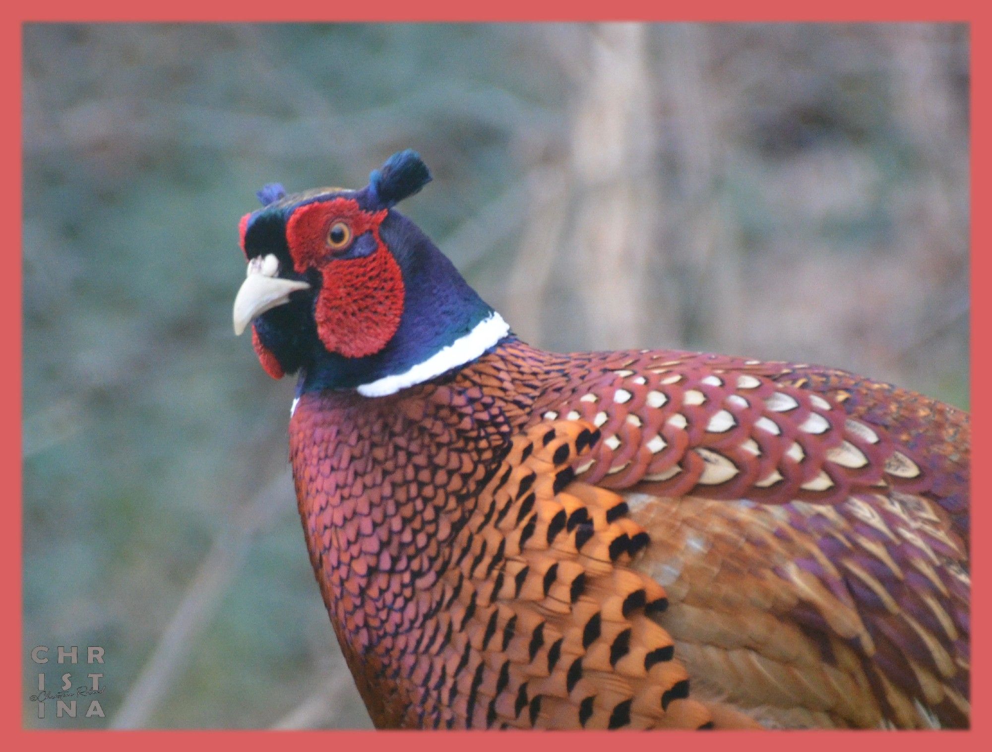 De mannetjesfazant is schitterend, met imponerende kleuren en een lange staart. Hij heeft meerdere vrouwtjes en helpt dus bij het verdedigen van meerdere nestjes. Opvoeden doet het vrouwtje. De fazant is van oorsprong niet inheems en door de Romeinen meegebracht, maar doet het hier uitstekend, al dan niet (illegaal) geholpen door jagers. https://www.vogelbescherming.nl/ontdek-vogels/kennis-over-vogels/vogelgids/vogel/fazant