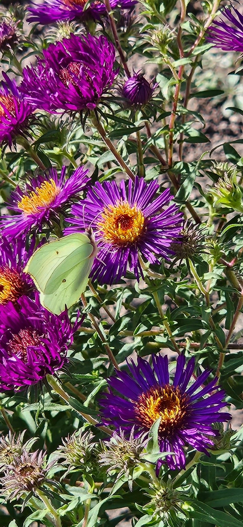 Groengele Citroenvlinder op donkerpaarse aster.