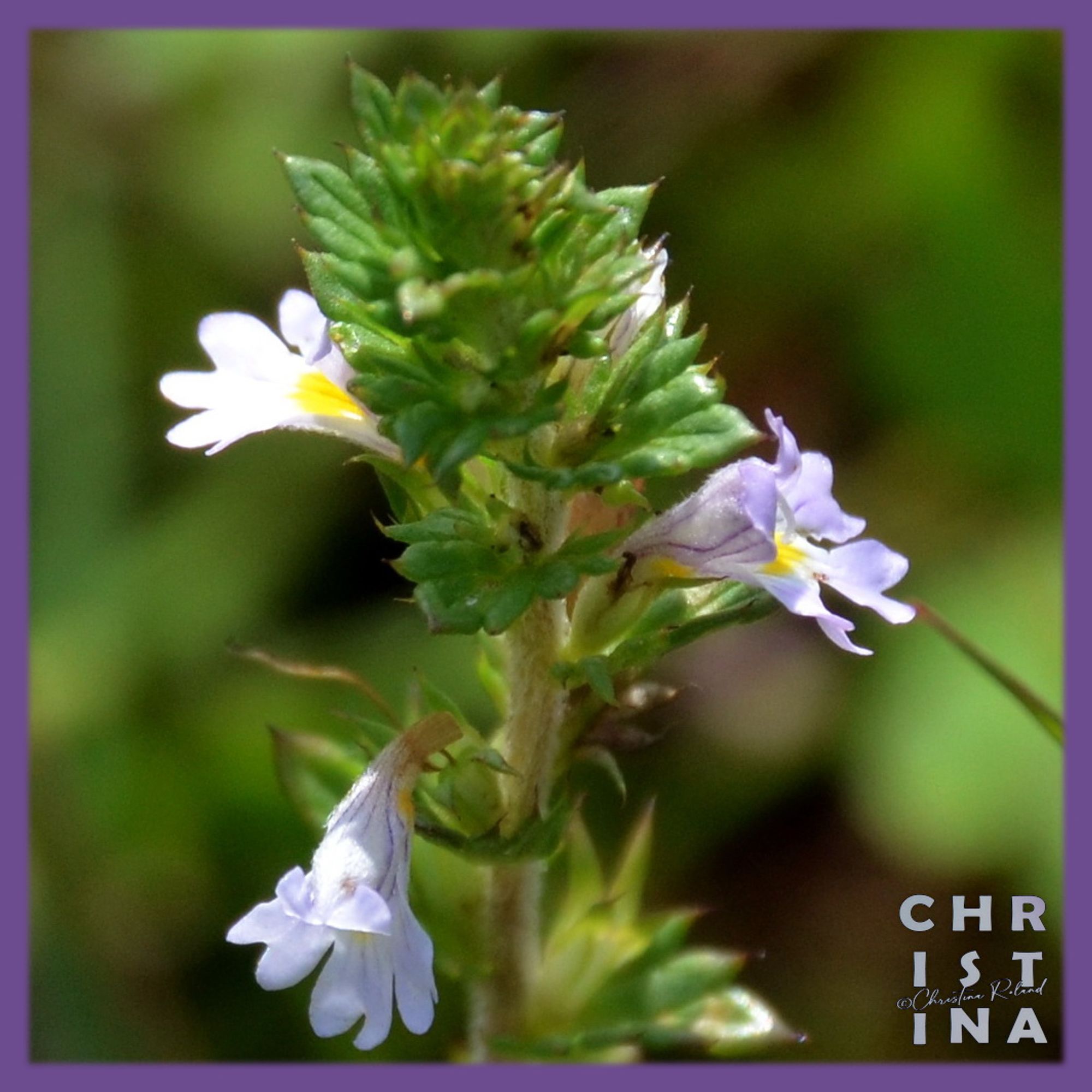 Stijve ogentroost - Euphrasia stricta Kleine onopvallende tweeslachtige bloem die je op schraal grasland kunt vinden. Het is een halfparasiet op gras, dwz het vermoordt zijn gastheer niet, maar neemt wel de belangrijkste voedingsstoffen over, maar kan ook zelf fotosynthetiseren.