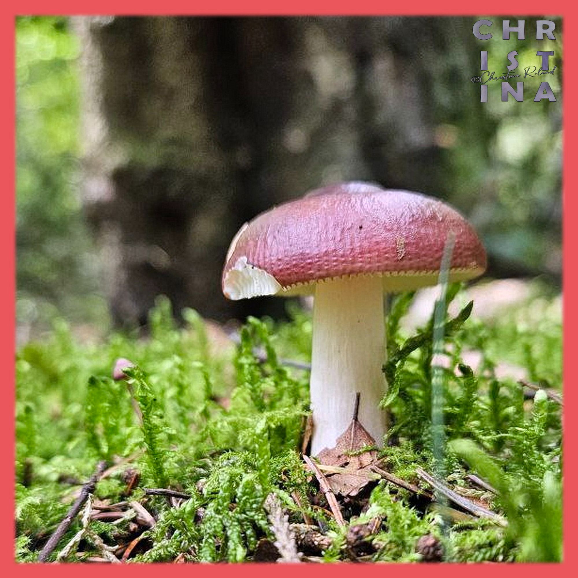 papilrussula - russula caerulea.  Door de kenmerkende vorm van de hoed met een heuveltje of umbo of... papil is deze russula wel goed te herkennen. https://www.verspreidingsatlas.nl/0126270