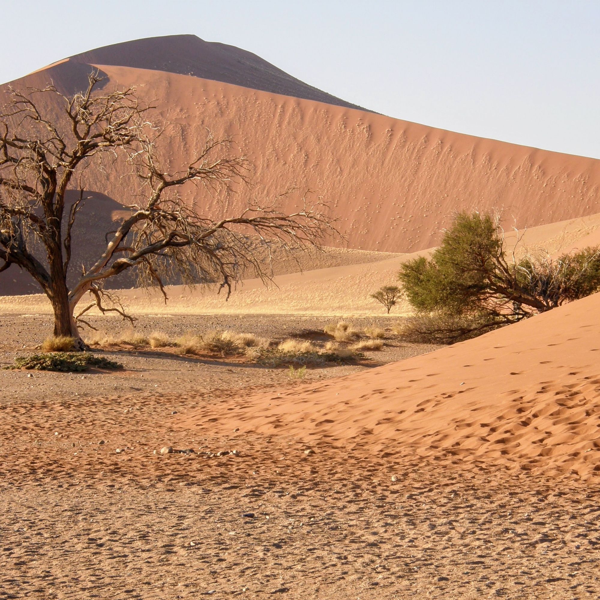 Onderaan duin 45 in de Namib. Hier stap je uit en ga je te voet verder. De grote groep gaat Duin 45 op, hier in de achtergrond. Ik later ook, maar eerst ging ik er alleen op uit. Naar de bomen, de rust. En ik heb zitten huilen van geluk, dat ik zoiets moois mocht beleven.