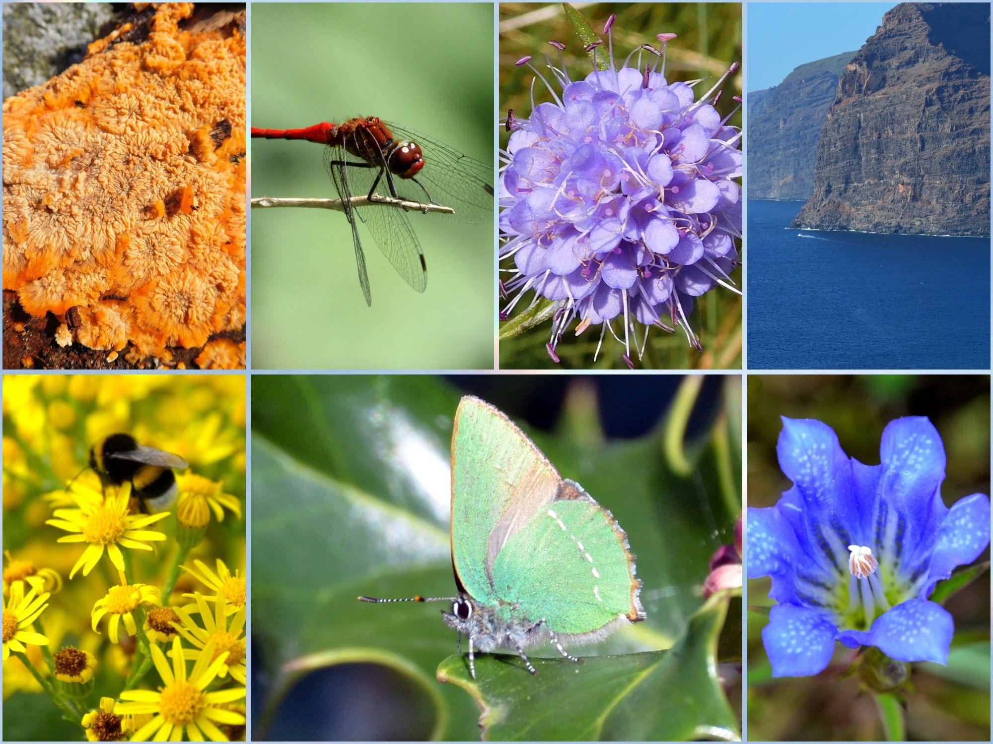 Rode heidelibel, Oranje aderzwam, Geel jacobskruiskruid, Groen groentje, Blauwe klokjesgentiaan, Indigo zee, Violette blauwe knoop.