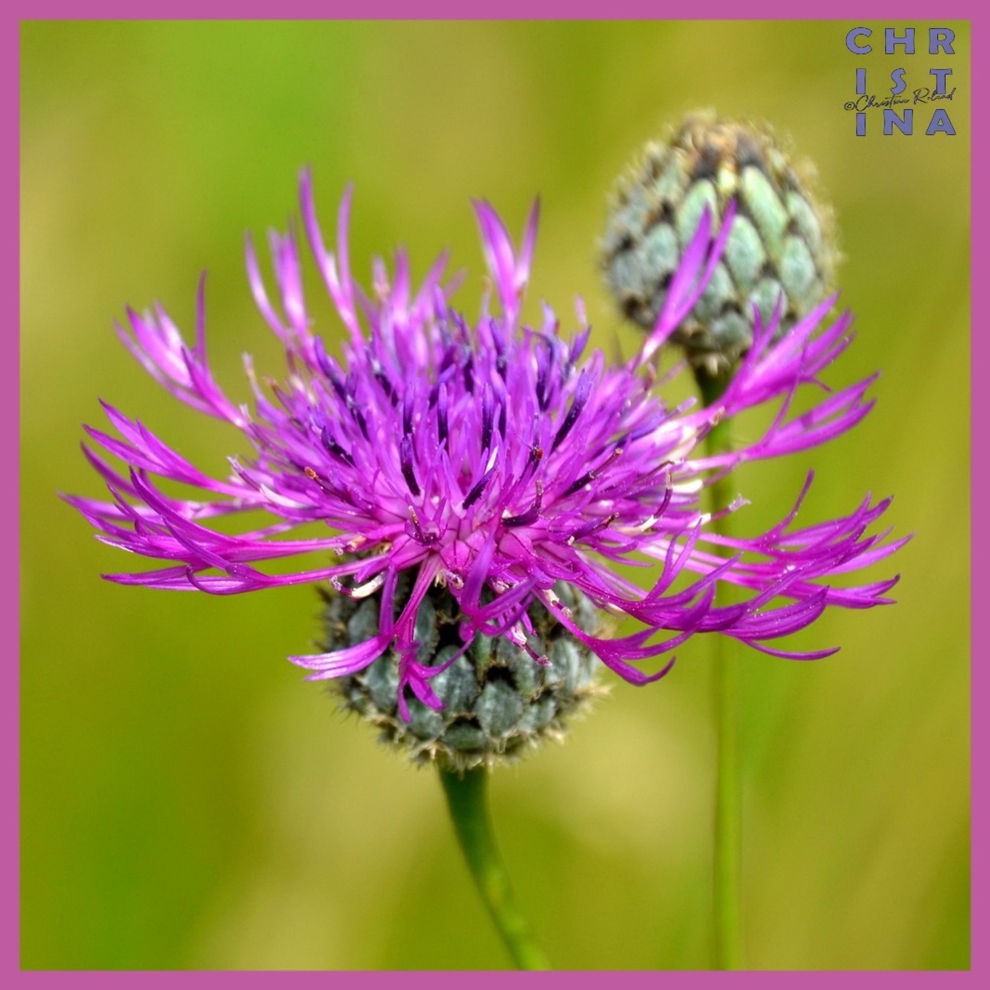 Grote centaurie - Centaurea scabiosa https://www.verspreidingsatlas.nl /0284