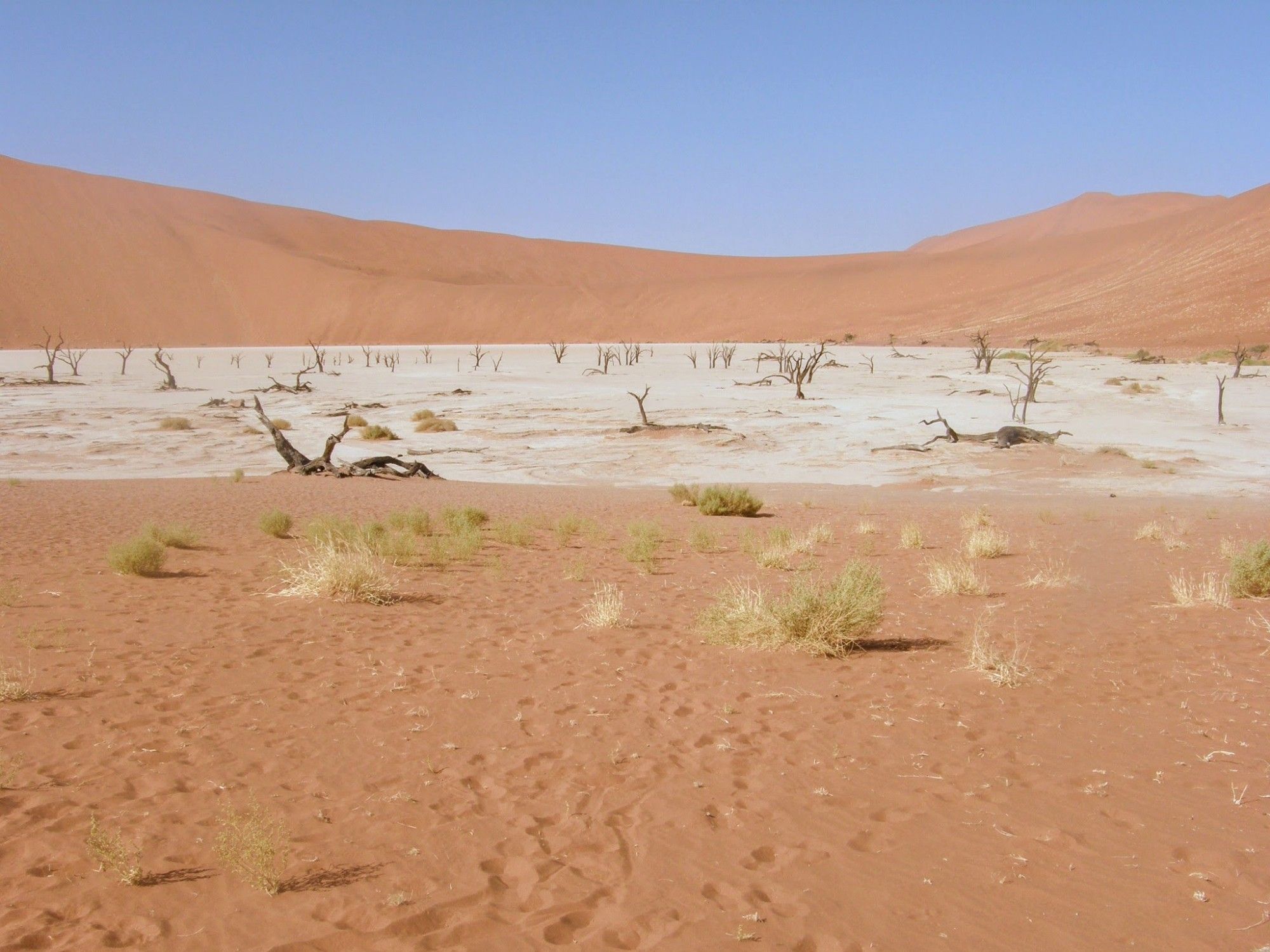 Verder met de auto kom je in deadvlei, wereldberoemd. Een drooggevallen duinpan,bwaar ooit bomen blad hadden. De bodem bestaat uit witte harde modder met rode aders van zand. De bomen zijn zwart, wel oud en waarschijnlijk dood. Maar ze staan er nog en er zijn wel struiken met blad.