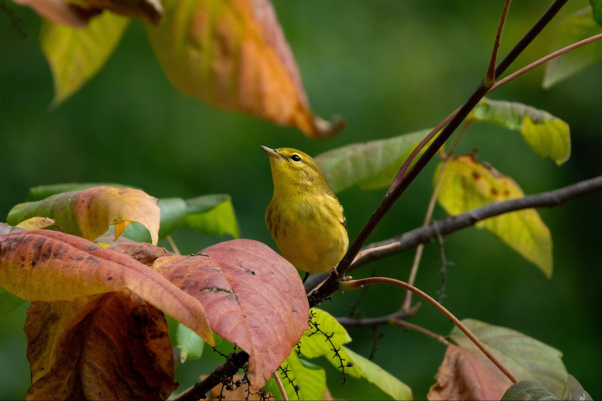 a blackpoll warbler sits on a thin branch, they are a small streaky yellow bird looking up as it’s surrounded by some red and and green leaves