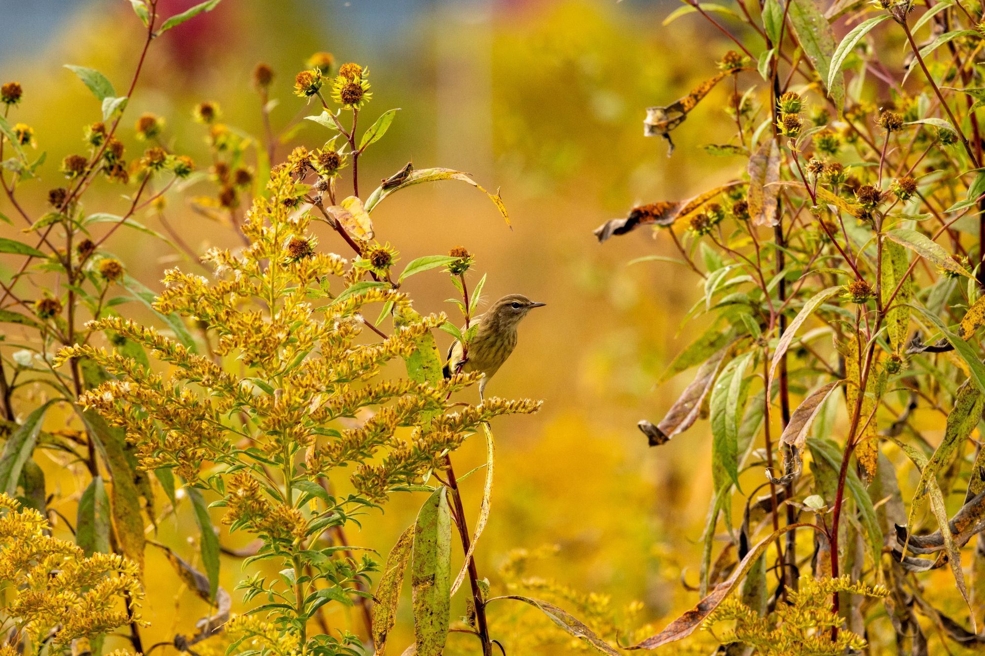 a palm warbler sitting on some prairie plants. above its head is a little grasshopper sitting sitting on a leaf extending over the head of the warbler. there are many shades of yellow and green. do you think that the warbler and the grasshopper are friends?