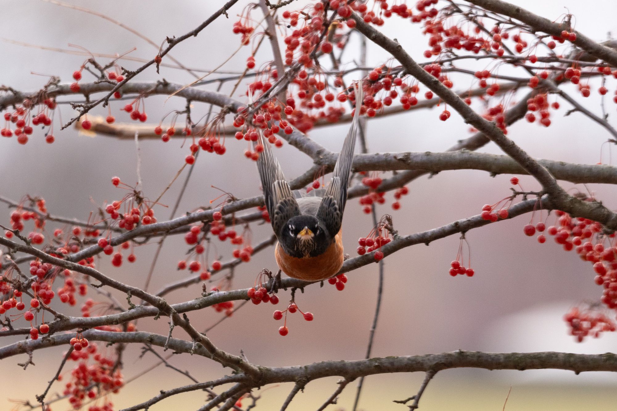 an american robin flying directly at the camera with wings up and foot still on a thin branch. the tree they are leaving is cover in small red hanging berries that they had just been snacking on