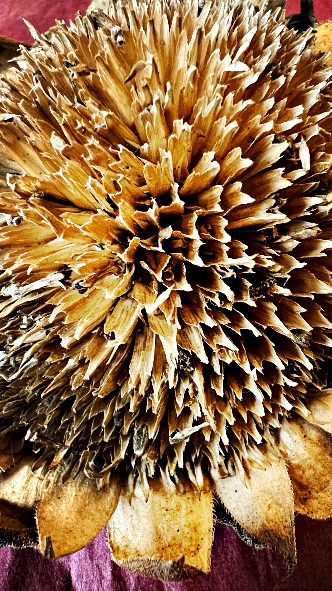 Dried up sunflower