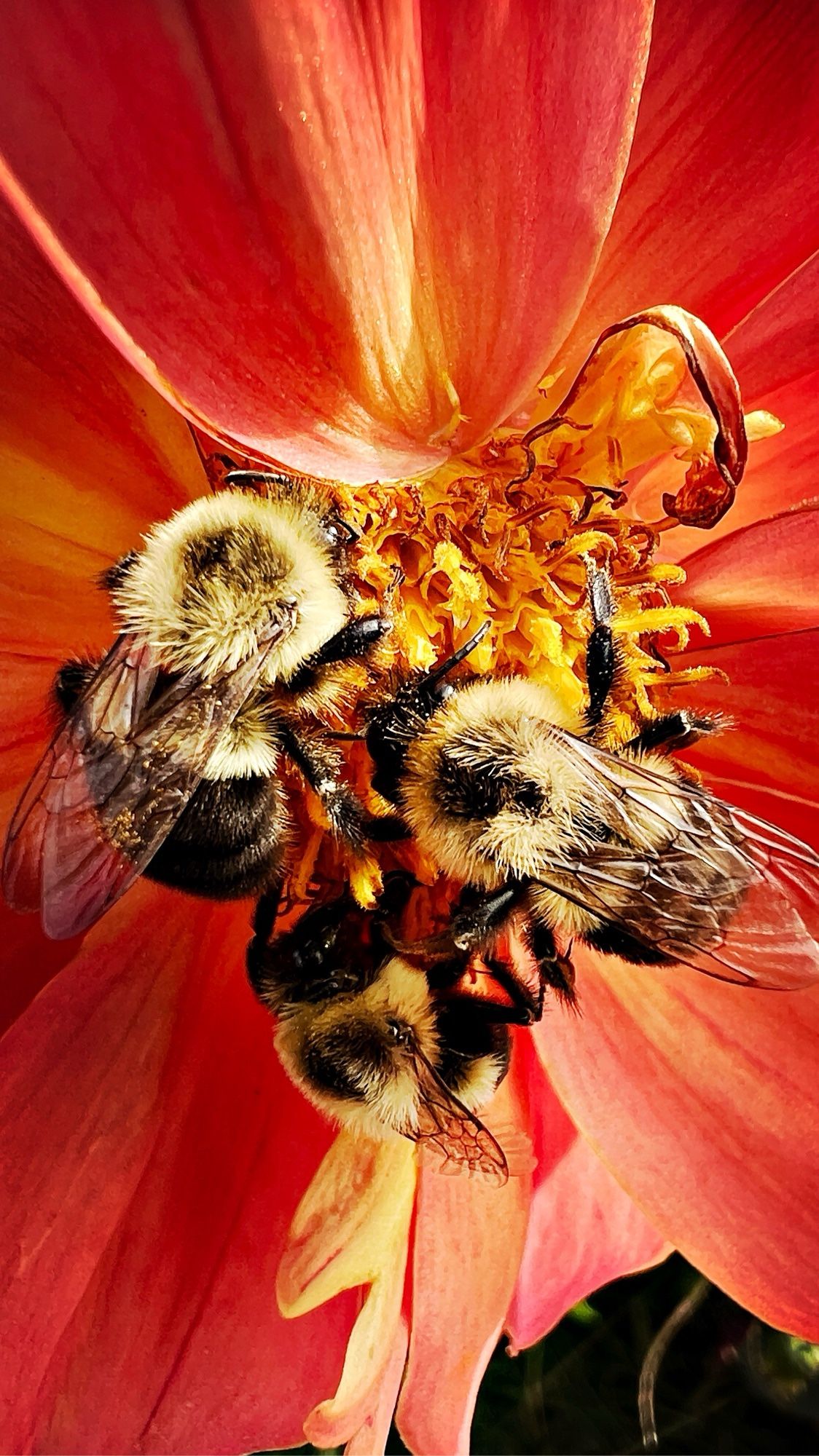 3 bees feasting on a dahlia