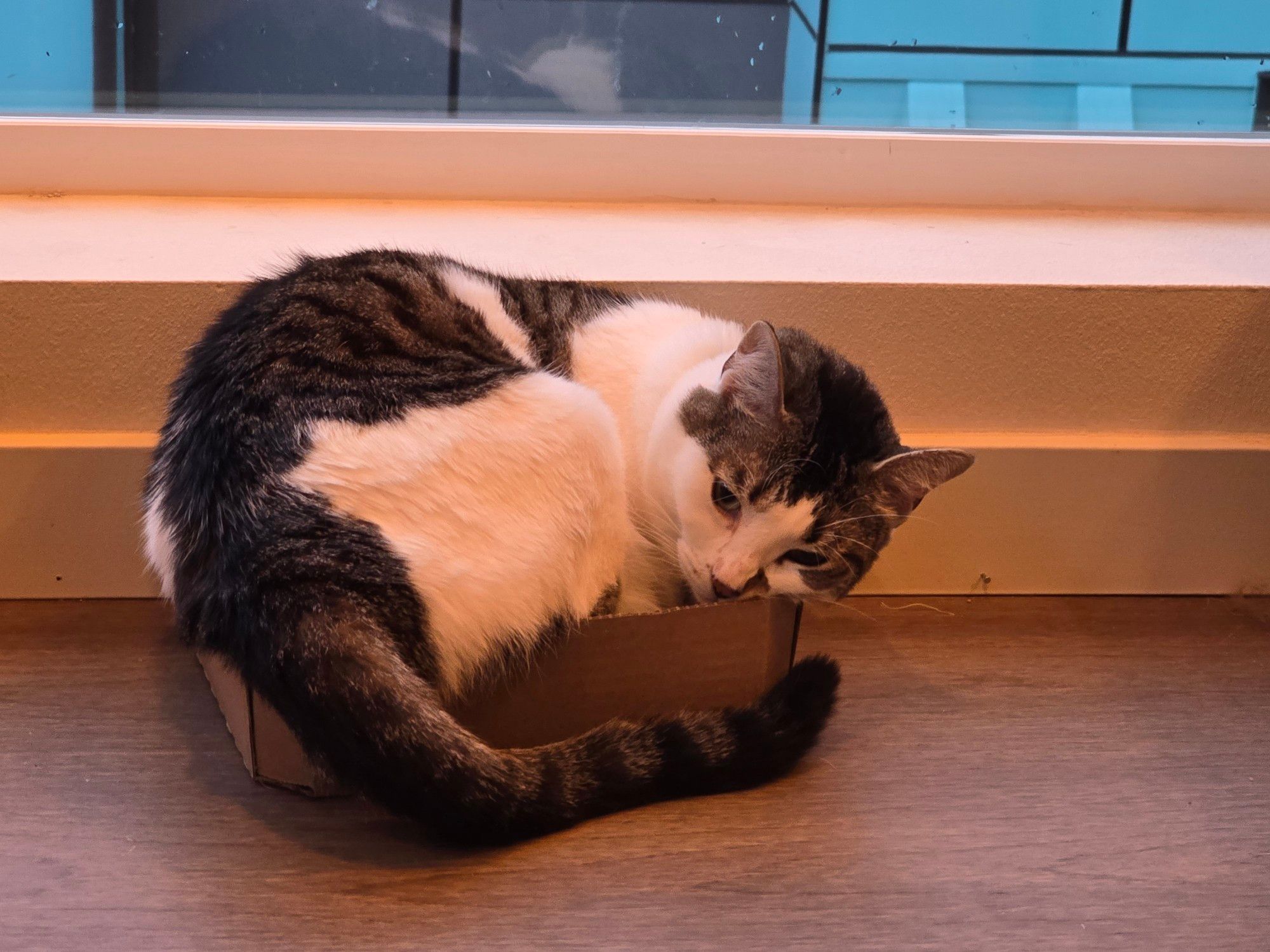 Cat sitting in too small of a box