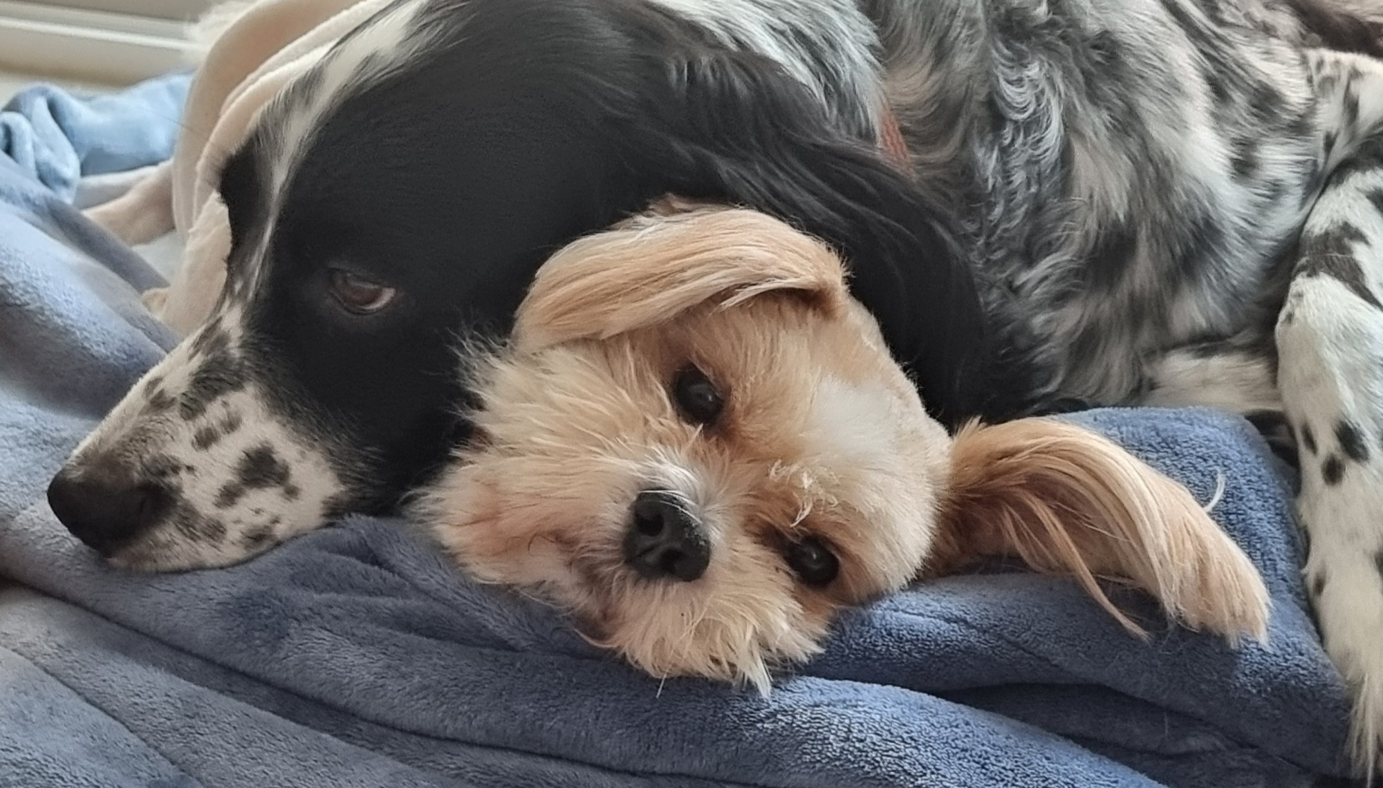 An English Setter cuddles with a smaller dog during a thunderstorm. 