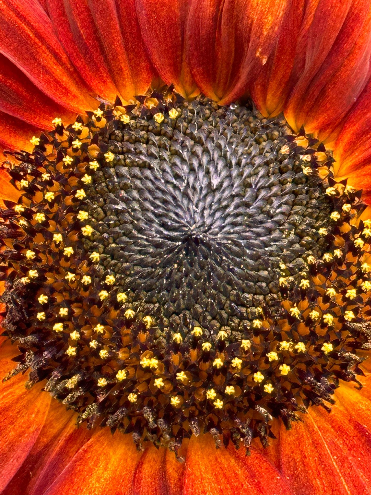 Video e off rust colored sunflower