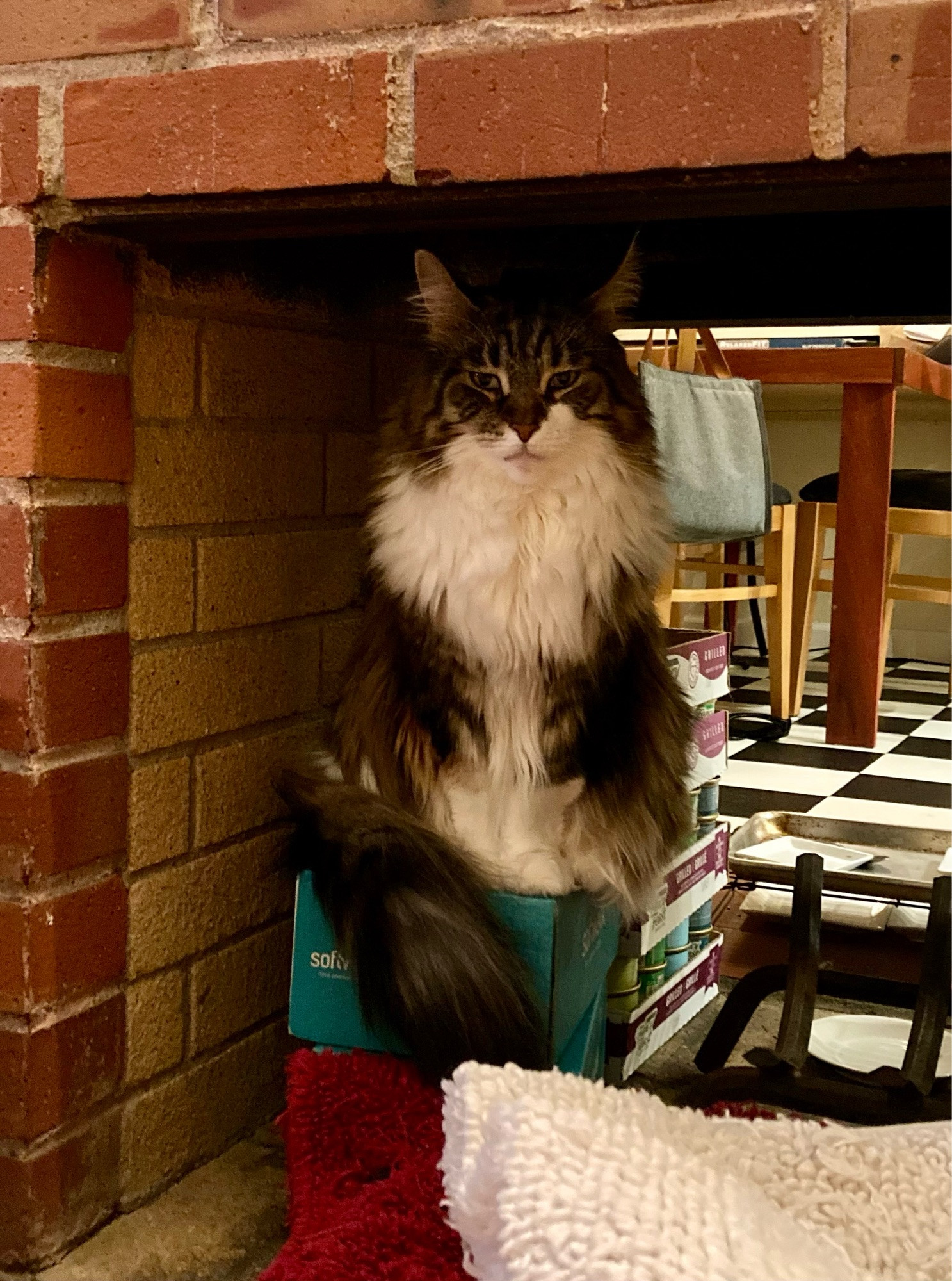 Maine coon perched on a box inside a brick pass-through fireplace