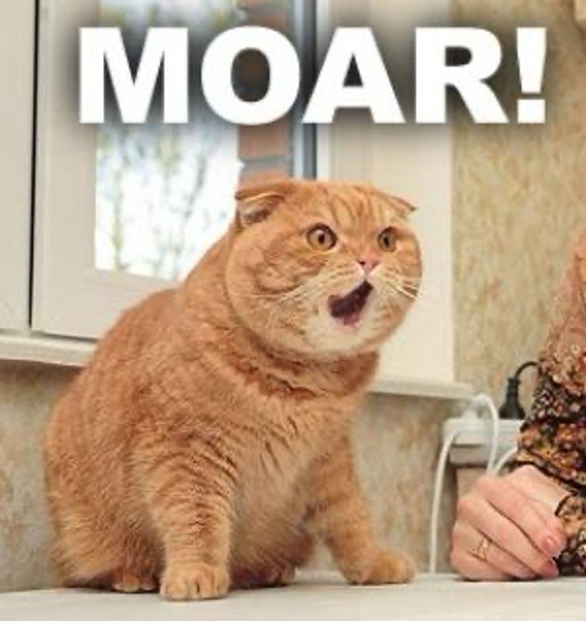 Ridiculous meme image of a stout ginger tabby who sits on a table by a window and a person (mostly not visible). The tabby appears to be roaring wildly. The text reads “MOAR!”