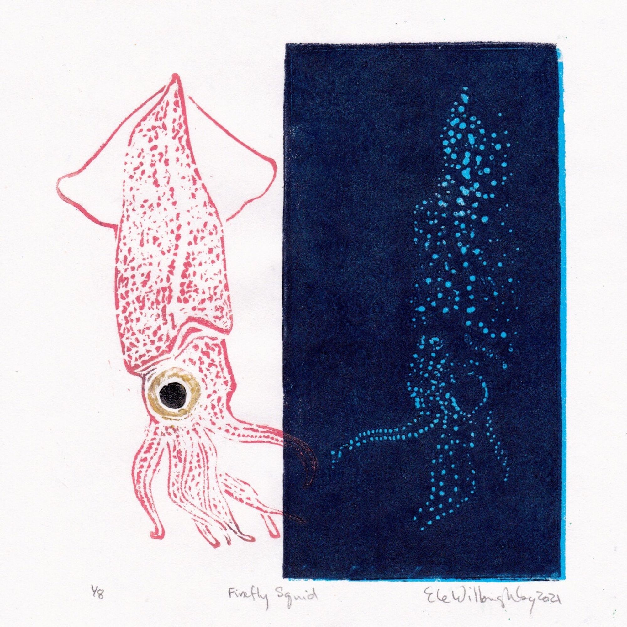 My linocut print shows the firefly squid against a white background on the left side of the square so you can see the whole animal and then its reflection is shown on the right against dark blue so you can see how its bioluminescence would appear underwater with fluorescent blue spots. On the left it’s a deep orange-pink squid with large gold and black eye. On the right you can see its body is covered with bright blue spots.  The print is 8" x 8" (20.3 cm x 20.3 cm) on white Japanese kozo (or mulberry) paper.