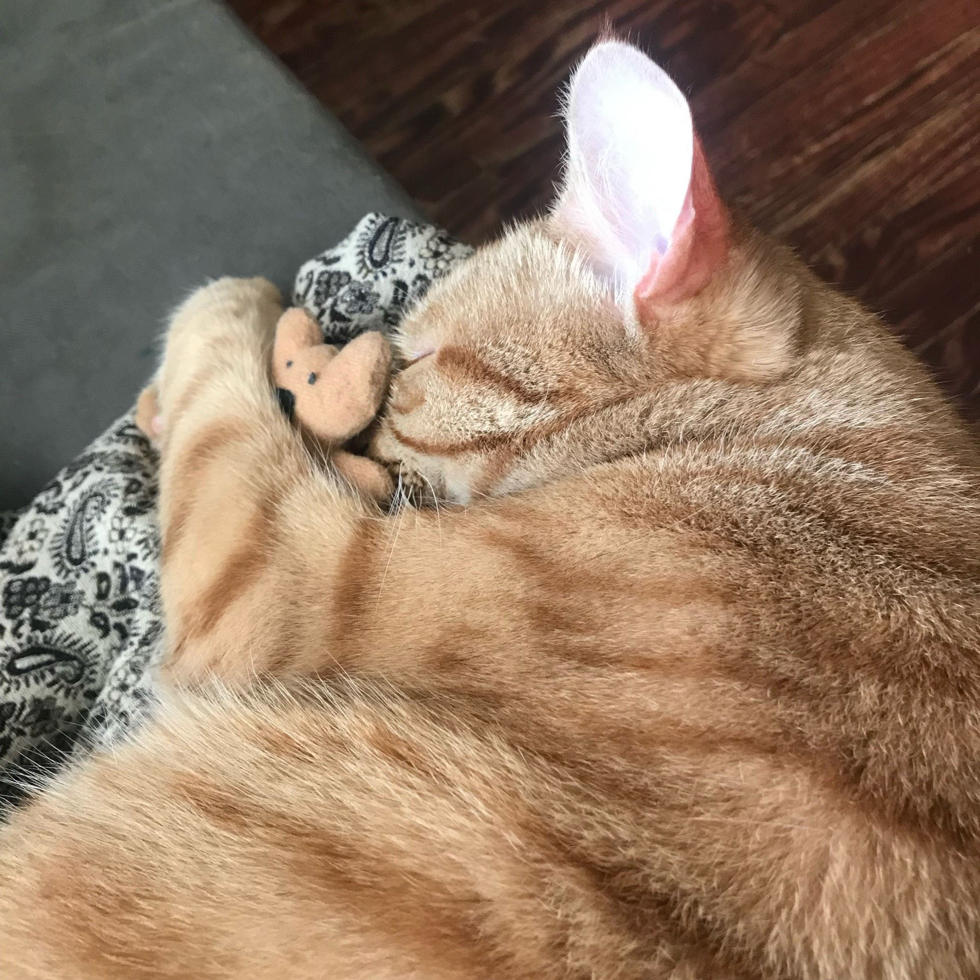 A small orange tabby cat curled up on the couch with a tiny teddy bear