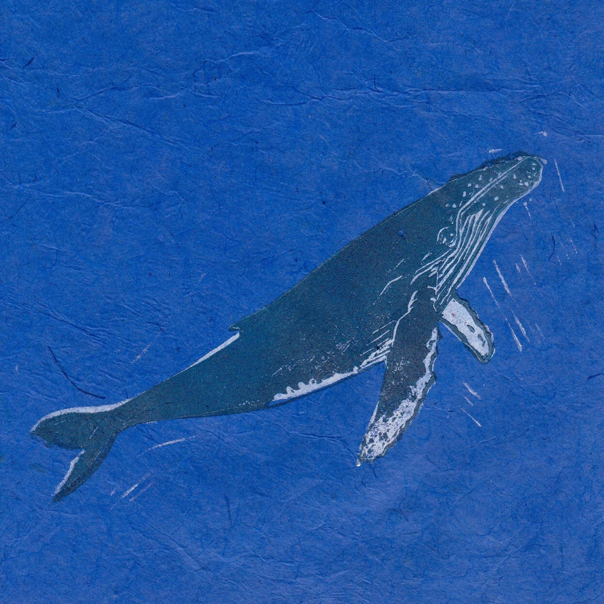 This lino block print of a humpback whale is printed in white and grey ink on lovely handmade paper in a deep blue. The paper has a little texture and there is a little white “chatter” (carving marks) around the whale.