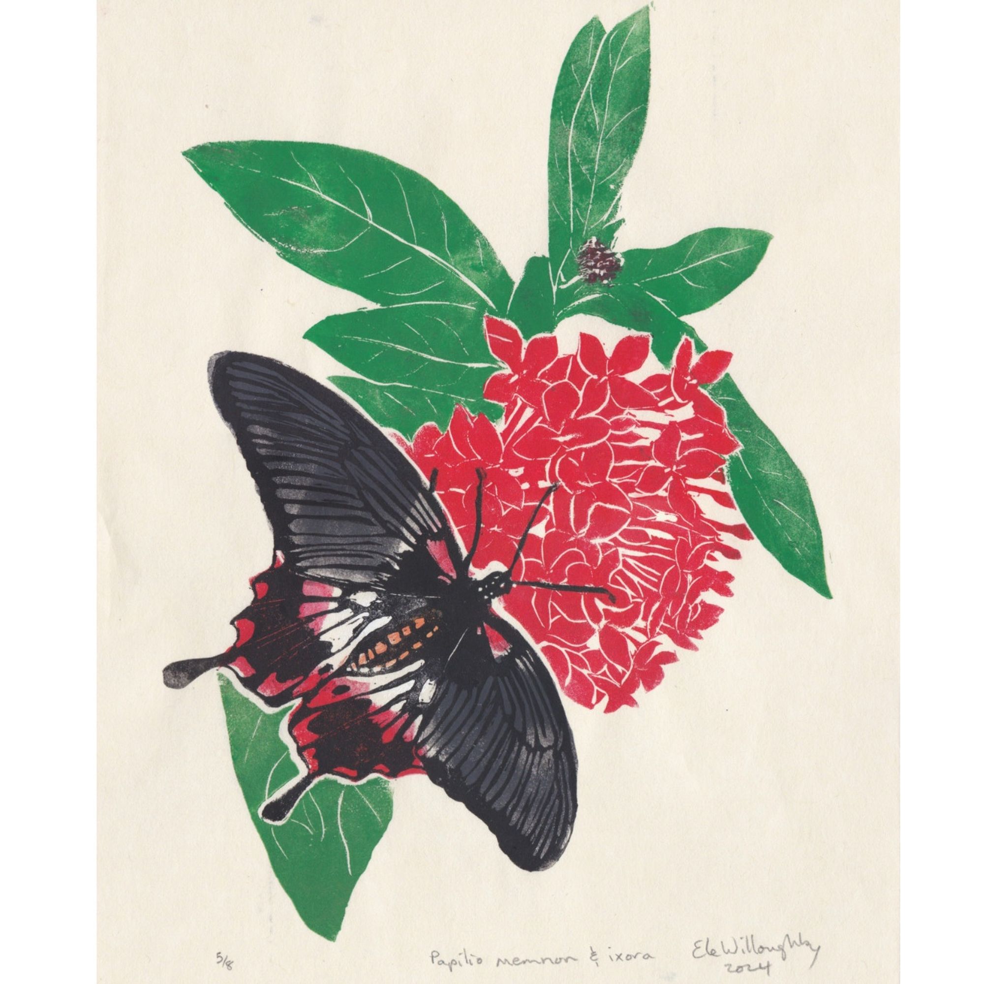 My linocut print ‘Great Mormon Butterfly on ixora’ shows a grey, white, black and red female alcanor form of Papilio memnon, a swallowtail butterfly above a red ixora flower with some green leaves and dark red buds. The print is made in ivory Japanese mulberry paper, 23.5 cm by 31.7 cm or 9.25” x 12.5”.