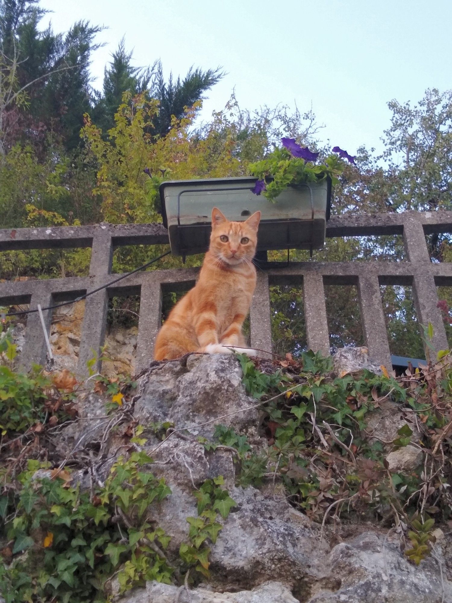 An orange tabby cat sits on the edge of a grey stone and concrete terrace, looking down towards the lower level & our camera. His perch is beyond the concrete fence, behind which is the house, terrace, its seating - and the snake-concealing bush. He is awaiting a treat for his service. One of the best cats.