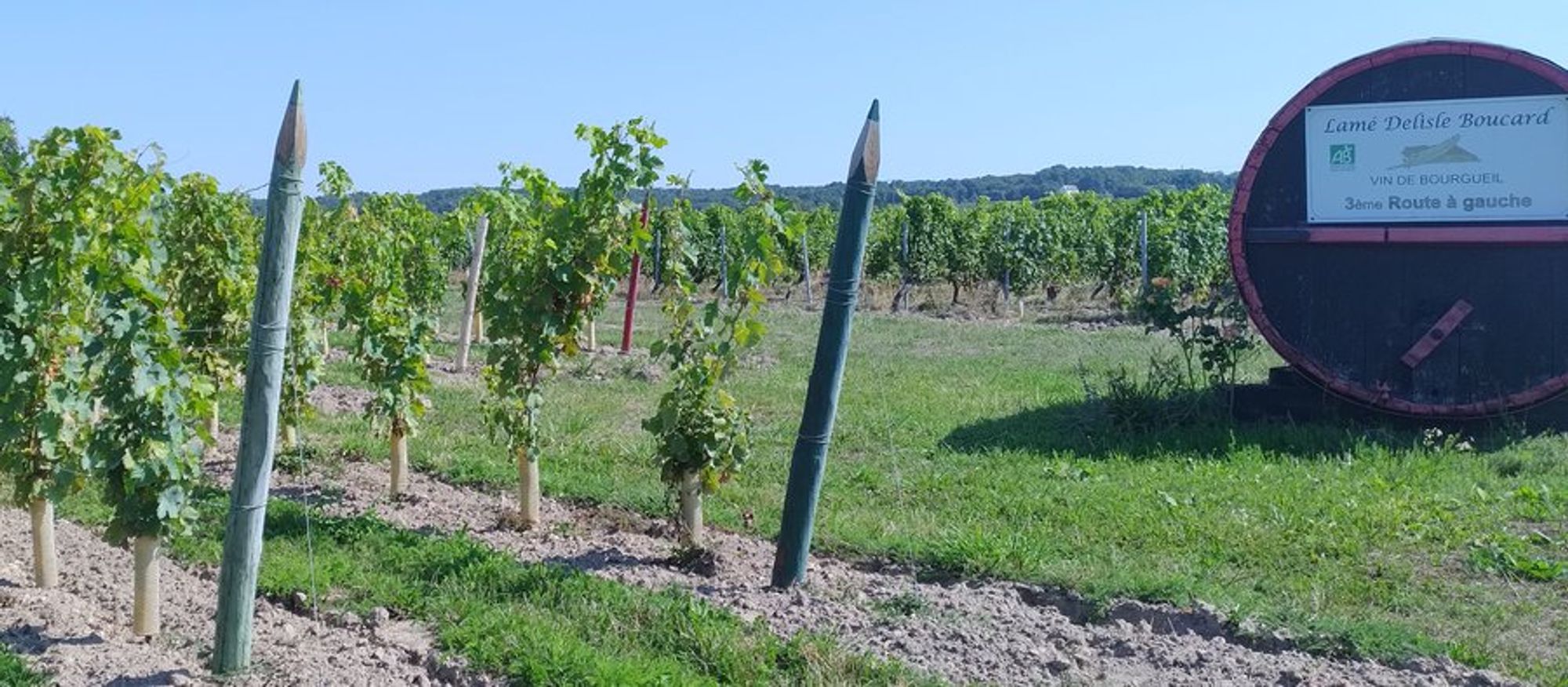 A closer view of large varied coloured pencils standing at the end of vine rows. An oversize barrel lies to the right with the name of the domaine viticole: Lamé-Delisle-Boucard and logo showing it's organic.