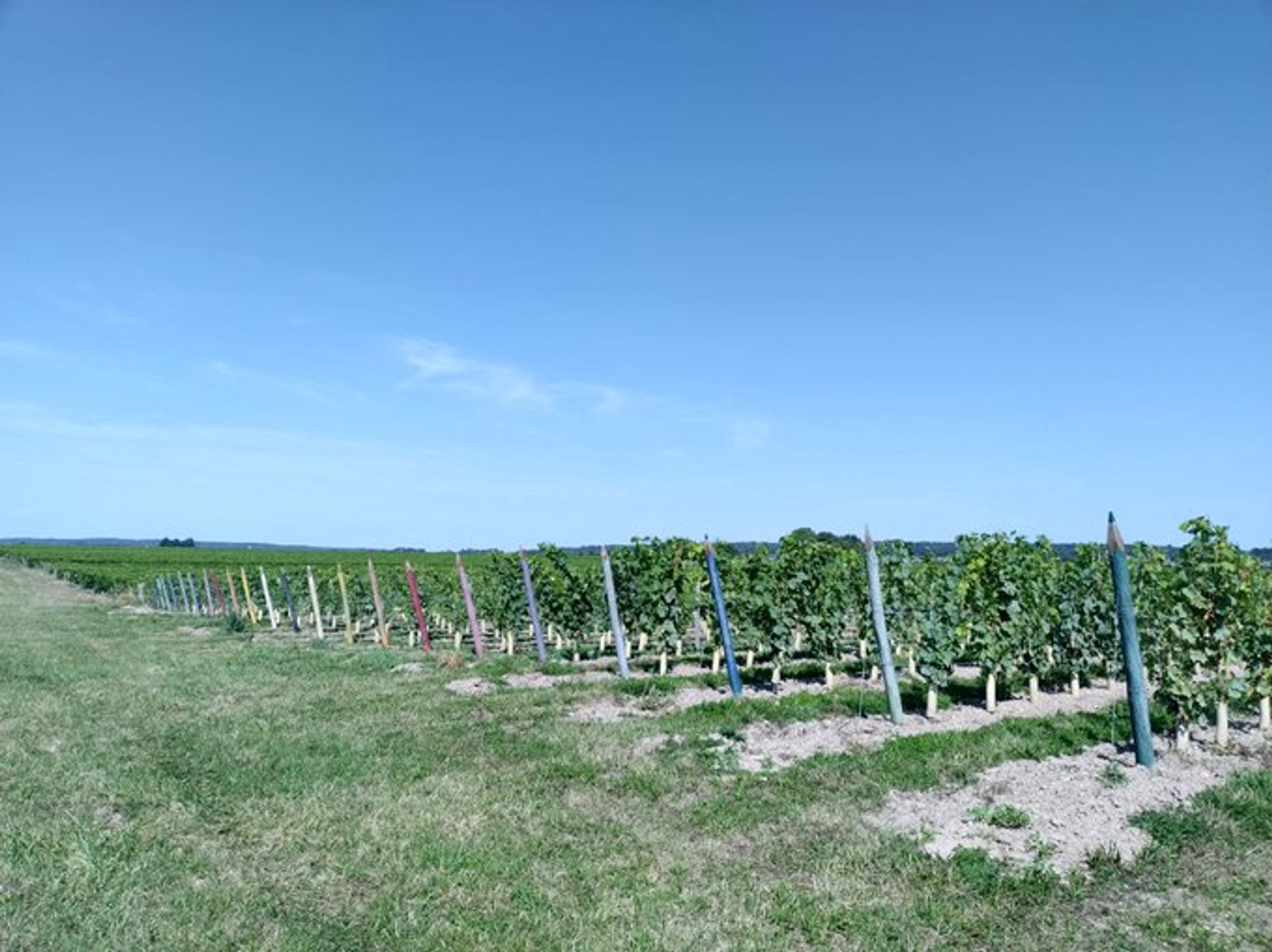 A Bourgueil roadside where a verge of rough, pale green grass is in front of rows of vines stretching into the distance. At the end of those nearest to the camera are large varied coloured pencils standing at a slight angle towards the road. The wide sky above is bright blue with only a few vague clouds.