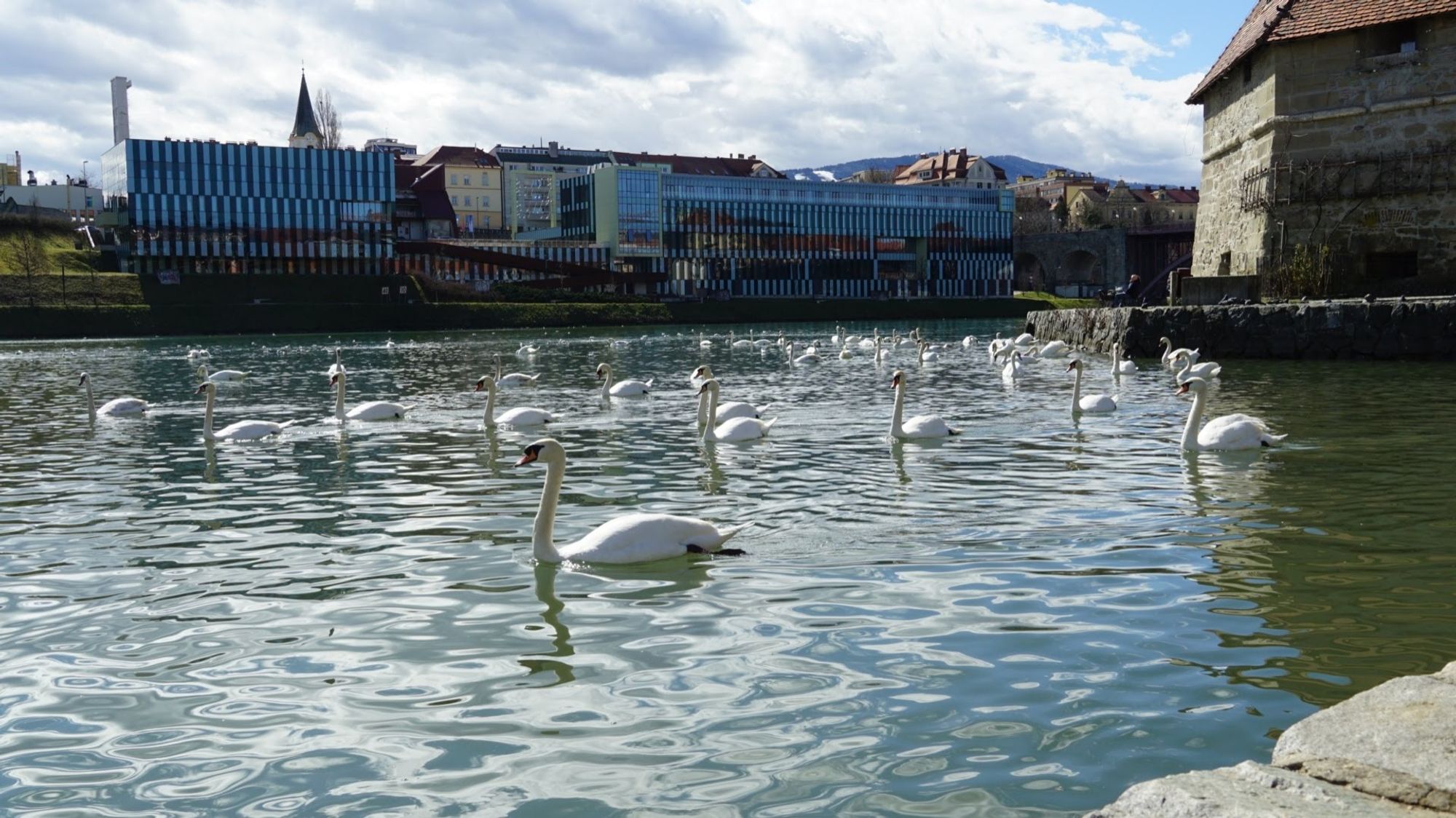 Fluss durch Stadt mit zig Schwänen