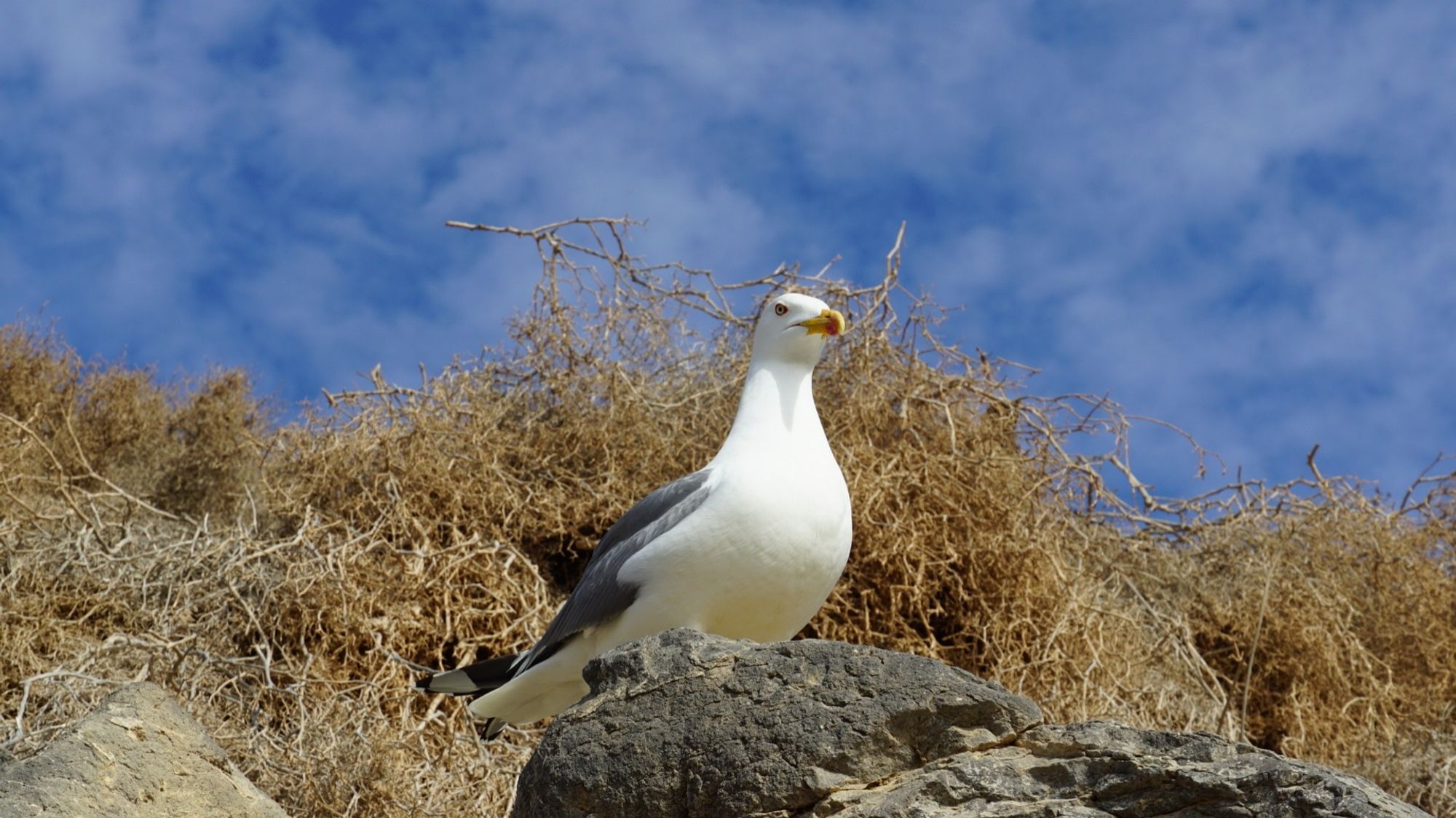 Möwe auf Felsvorsprung, von unten fotografiert