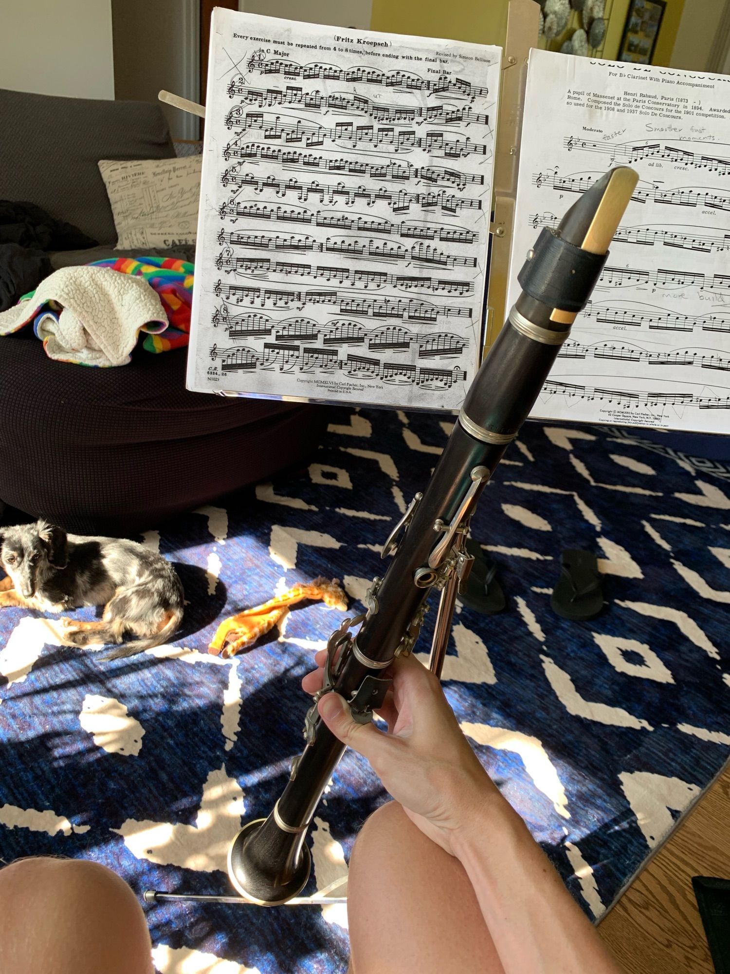 Practicing clarinet while a dachshund lies on the rug, intently listening to the strange, although familiar sounds it creates.