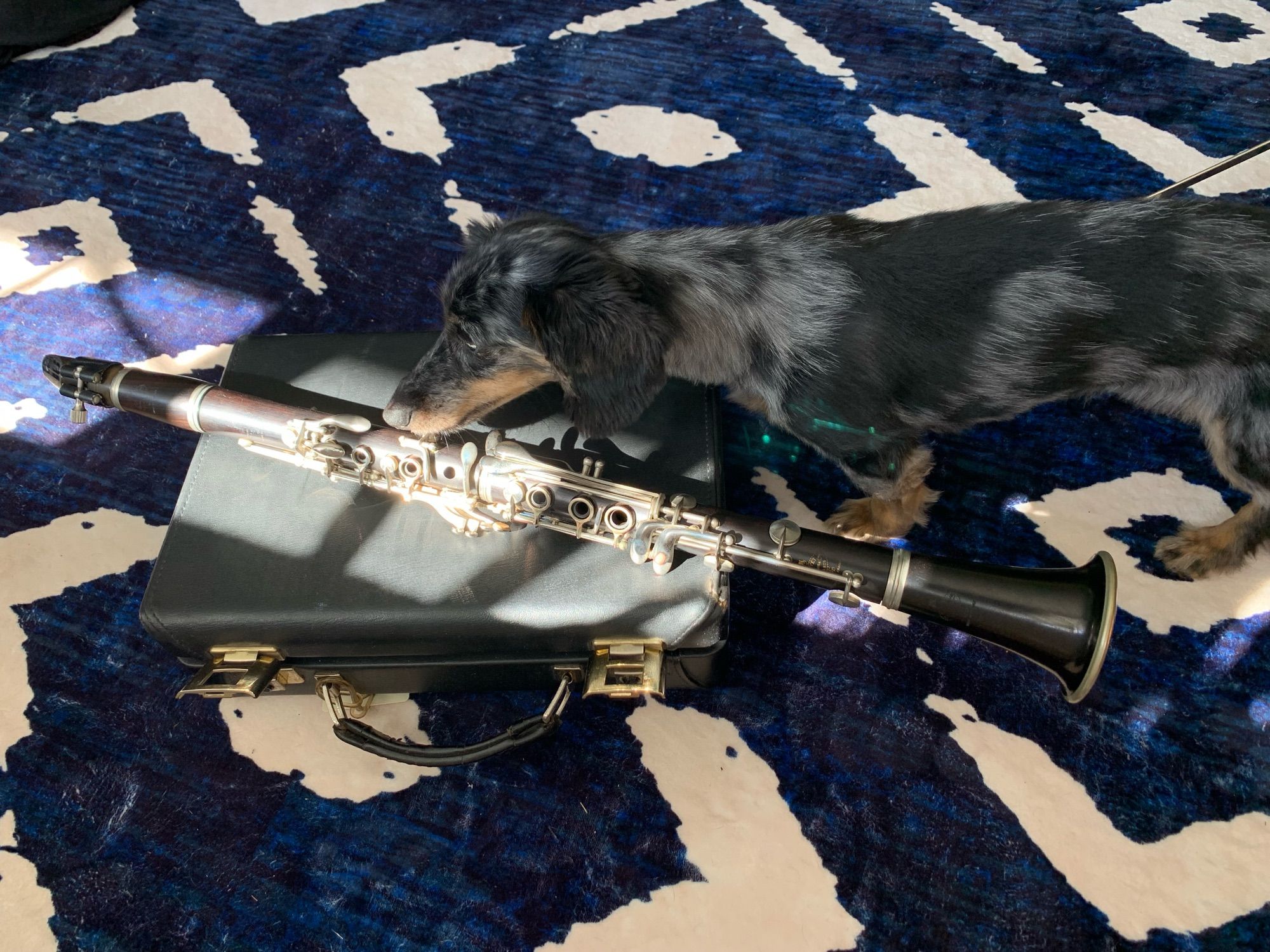 Adorable dapple dachshund sniffing the strange instrument (don’t worry, I moved it out of the sunlight shortly after this)