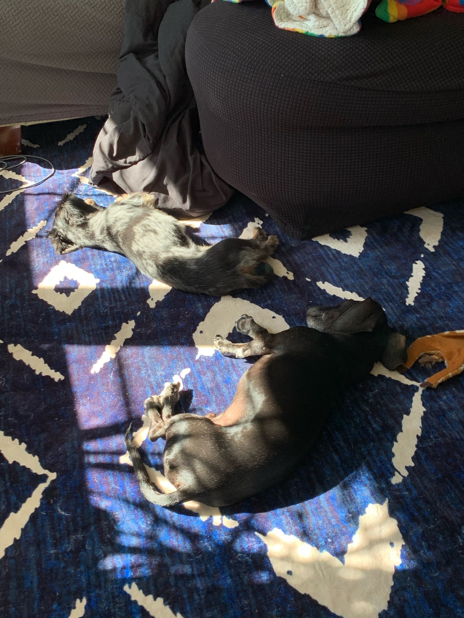 Dachshunds sunbathing, ignoring my clarinet practicing