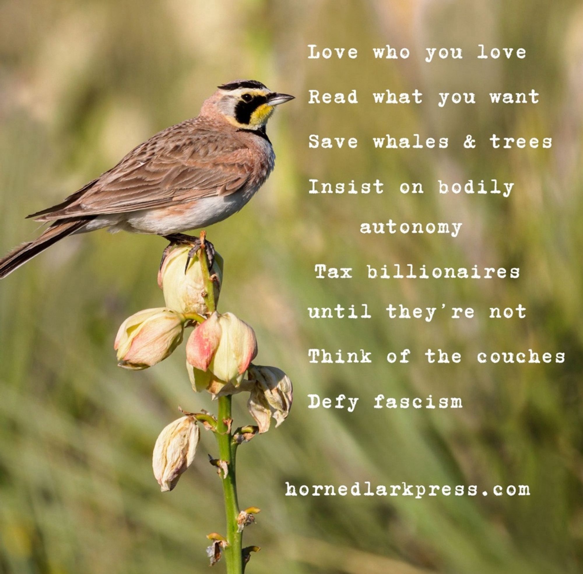 A horned lark perches on a blooming stalk in a meadow. Words in white text on top of the picture say: Love who you love, read what you want, save whales and trees, insist on bodily autonomy, tax billionaires until they’re not, think of the couches, defy fascism. Hornedlarkpress.com