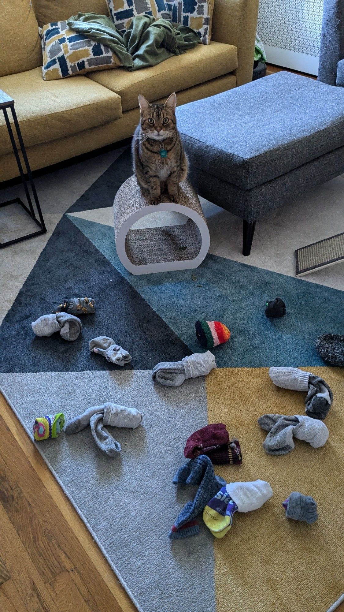 Photo of Charlie Danbo the brown striped tiger cat perched atop a cardboard scratcher tunnel with a collection of balled sock pairs scattered on the floor in front of him. He's looking at me like he's waiting for approval on the good job he did carrying all these socks upstairs. Sock pairs vary from grey mens tube socks, little ankle socks, fuzzy socks, and a few fun patterns.