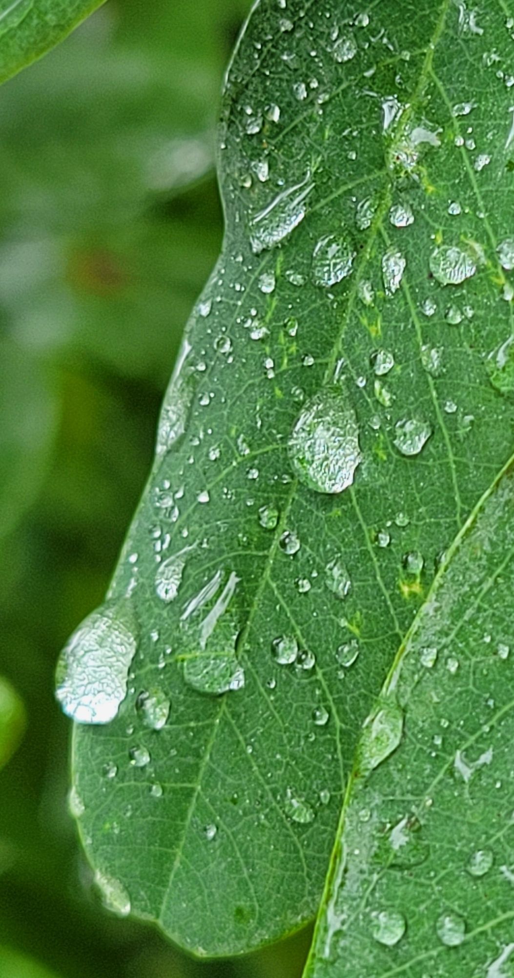 Close up photo of long green leaf with raindrops on it. Veins can be seen in the leaf and their reflection can be seen through the raindrops.