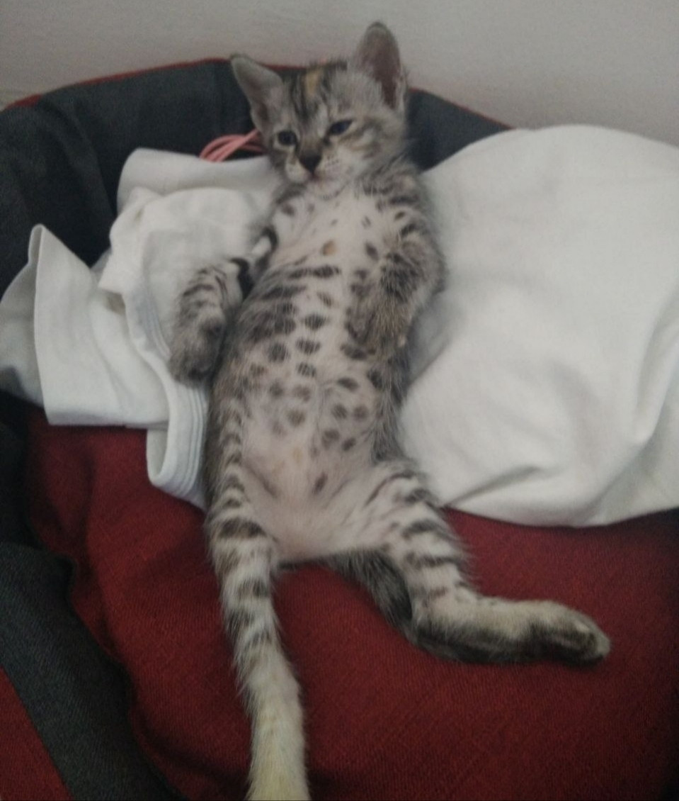 A small tabby kitten with greyish fur and a spotted belly, lying down on a red cat bed. She has an orange stripe on her head and a dark grey nose.