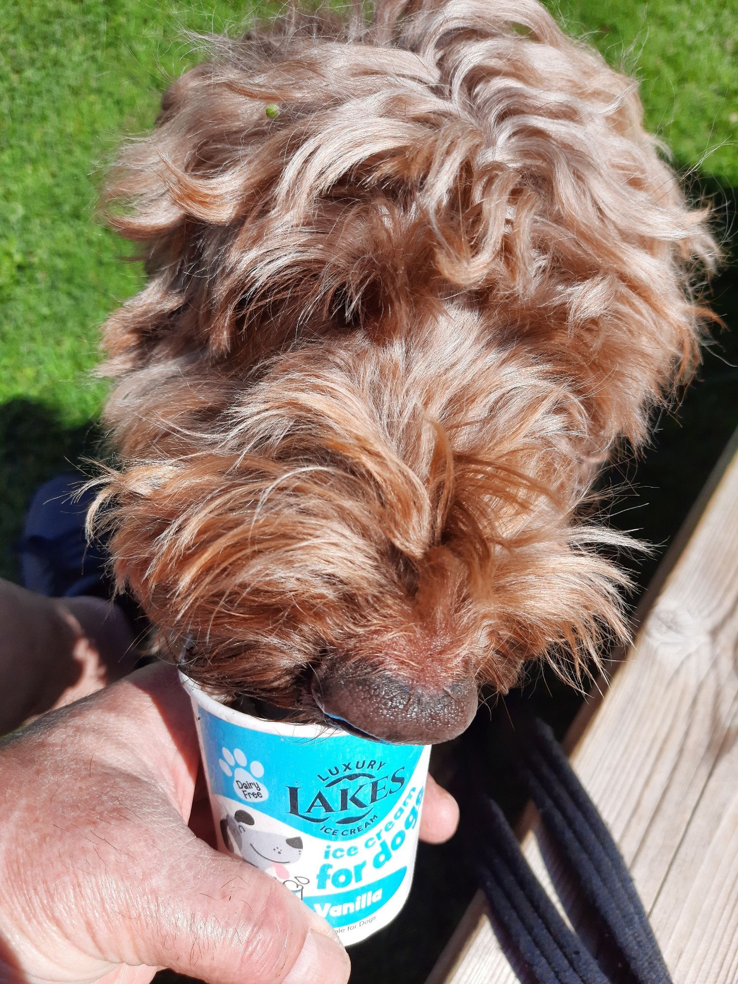 It's ice cream for dogs