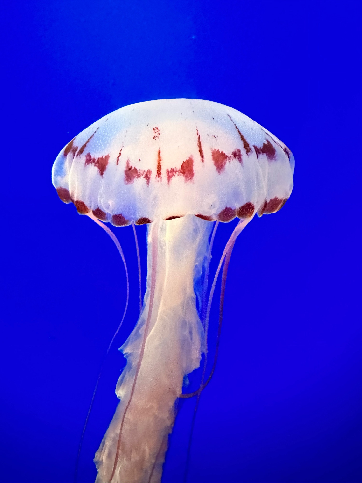 White Jellyfish with red fringe and tentacles 