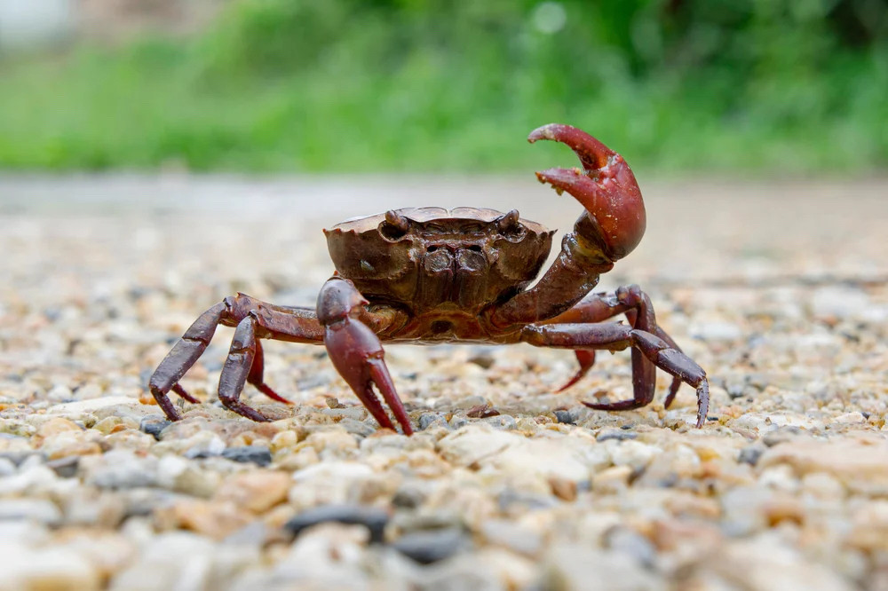 Red crab raising a claw in defiance.