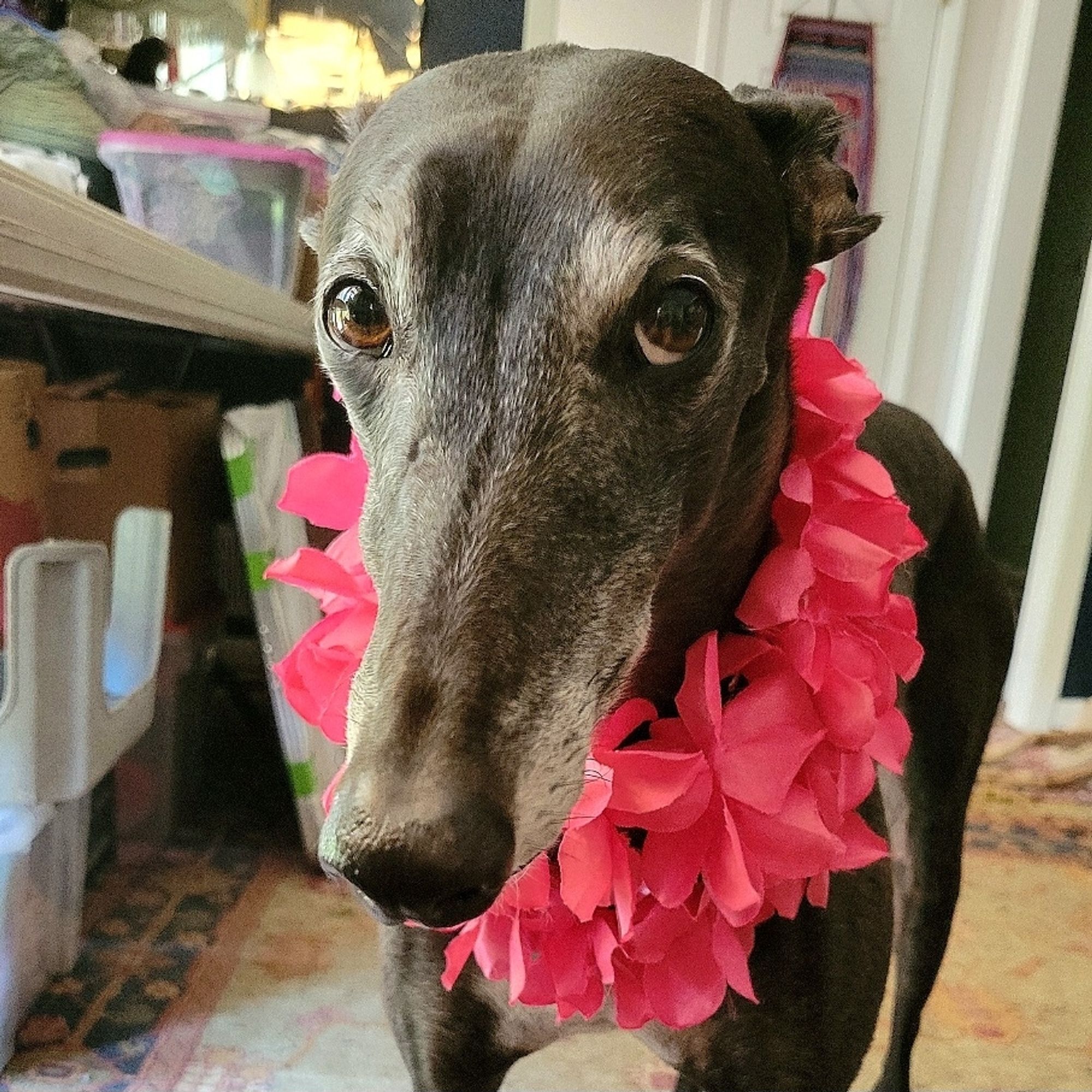 Baba with a lei.