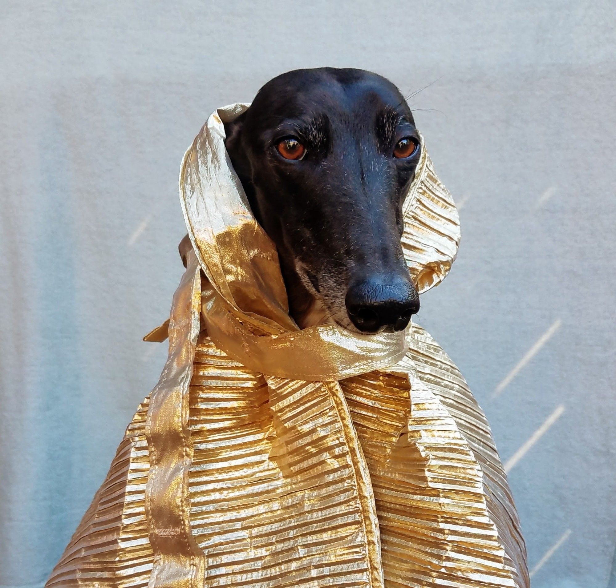 Junebug the black greyhound 🌈💕❤️ wearing gold.