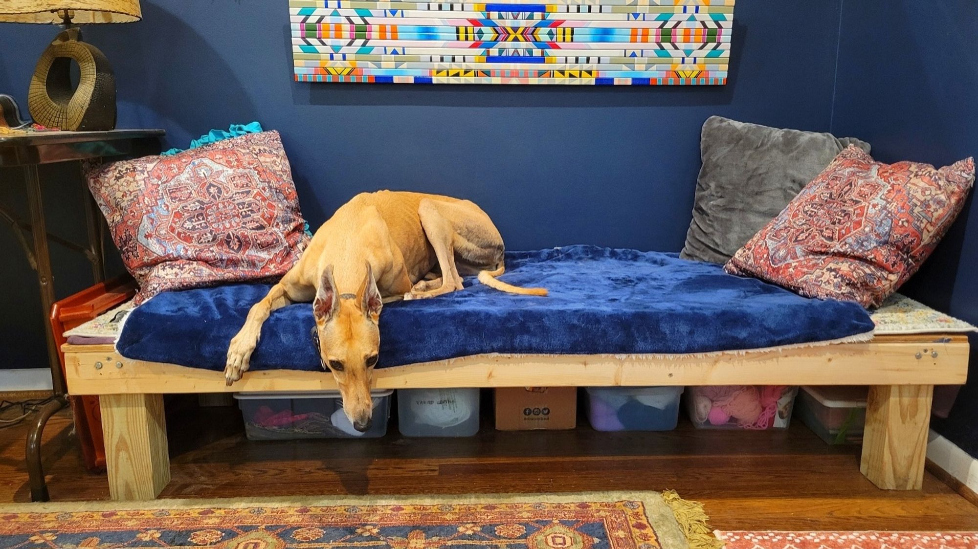 Juju the greyhound lying on the studio bench for the first time.