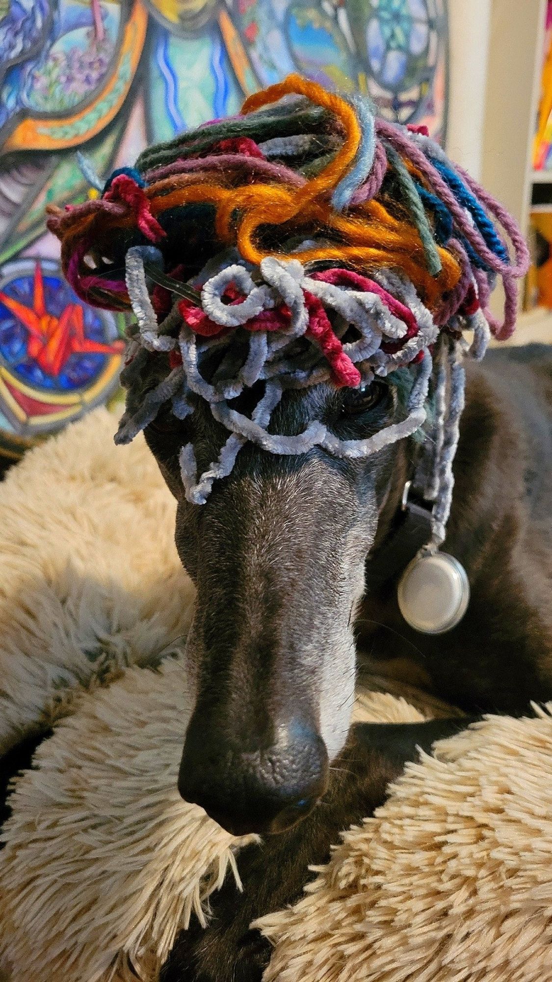 Baba the greyhound performing the ritual of wearing the cut ends of the finished weaving.