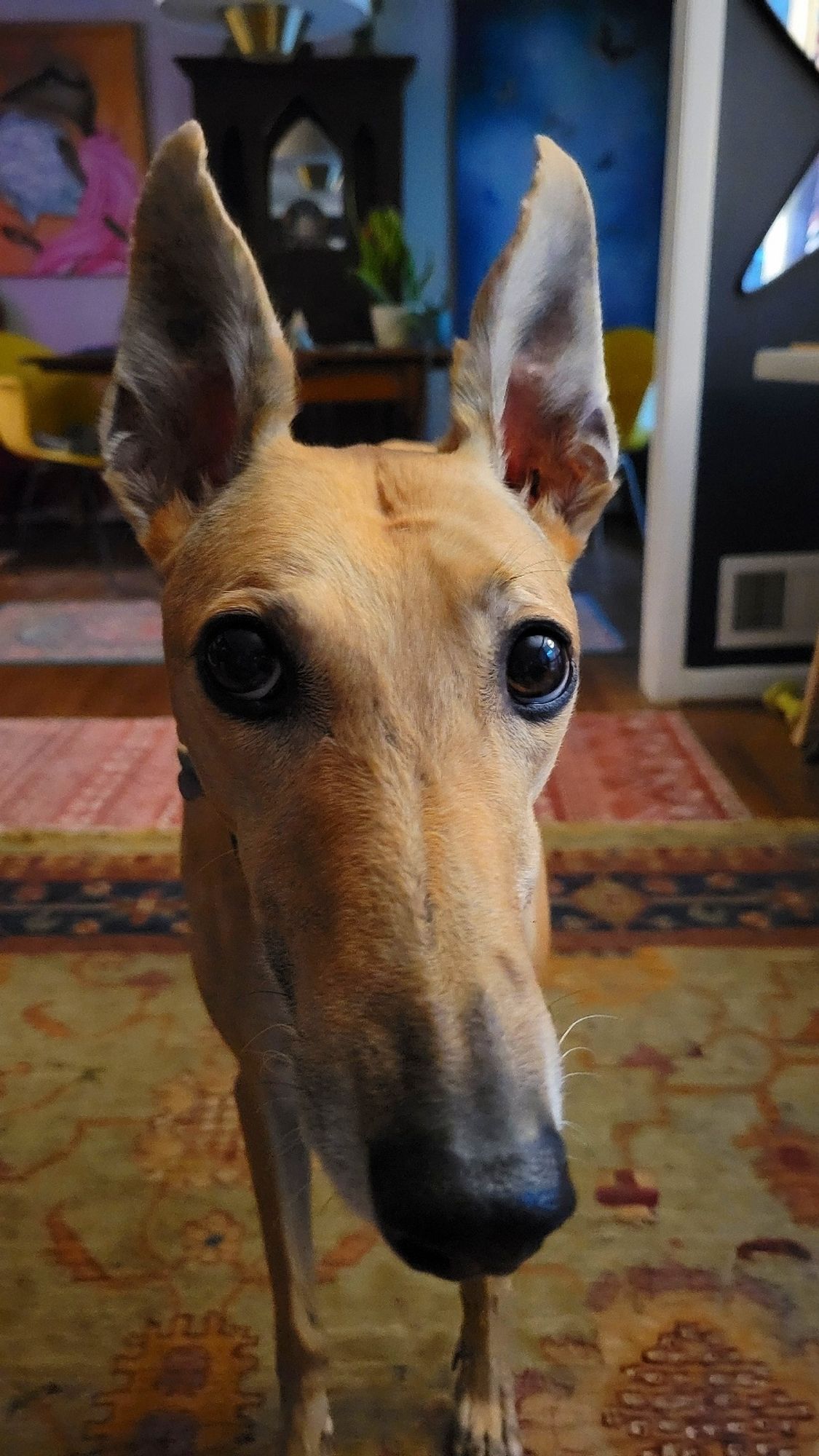 Juju the greyhound says morning to all.