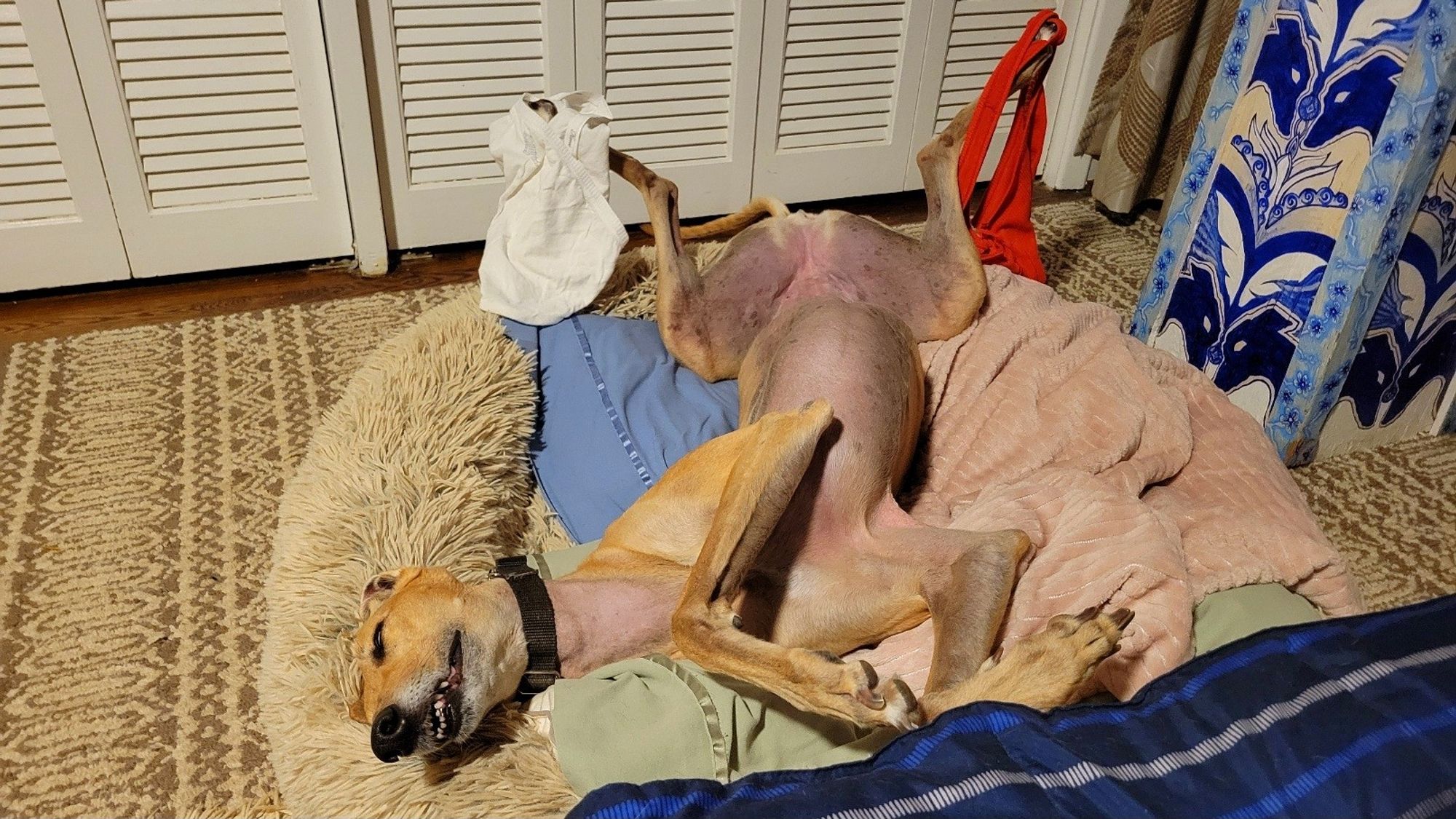 Juju the greyhound lying in roach position with laundry on her feet.  She is very helpful on laundry day.