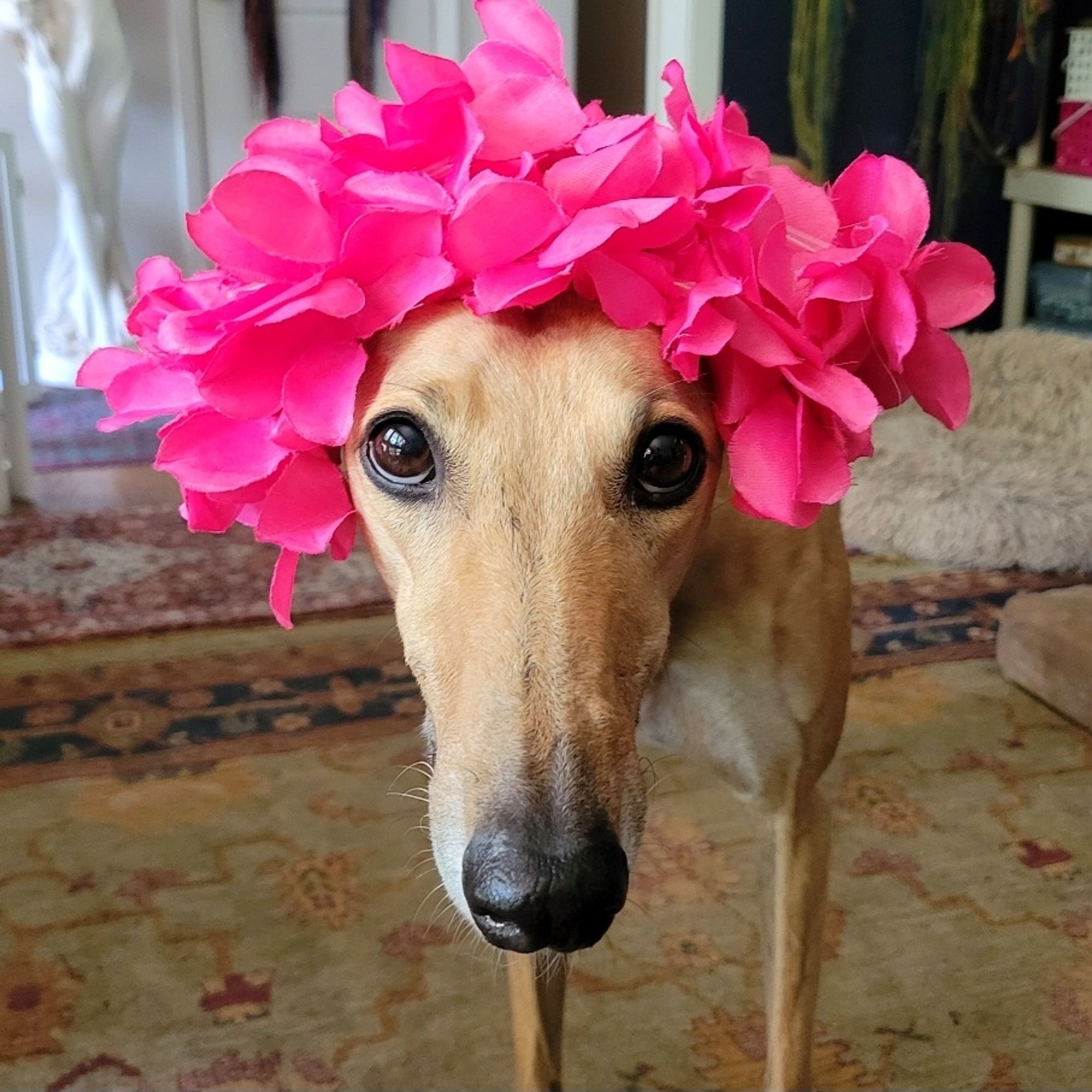 Juju with a lei