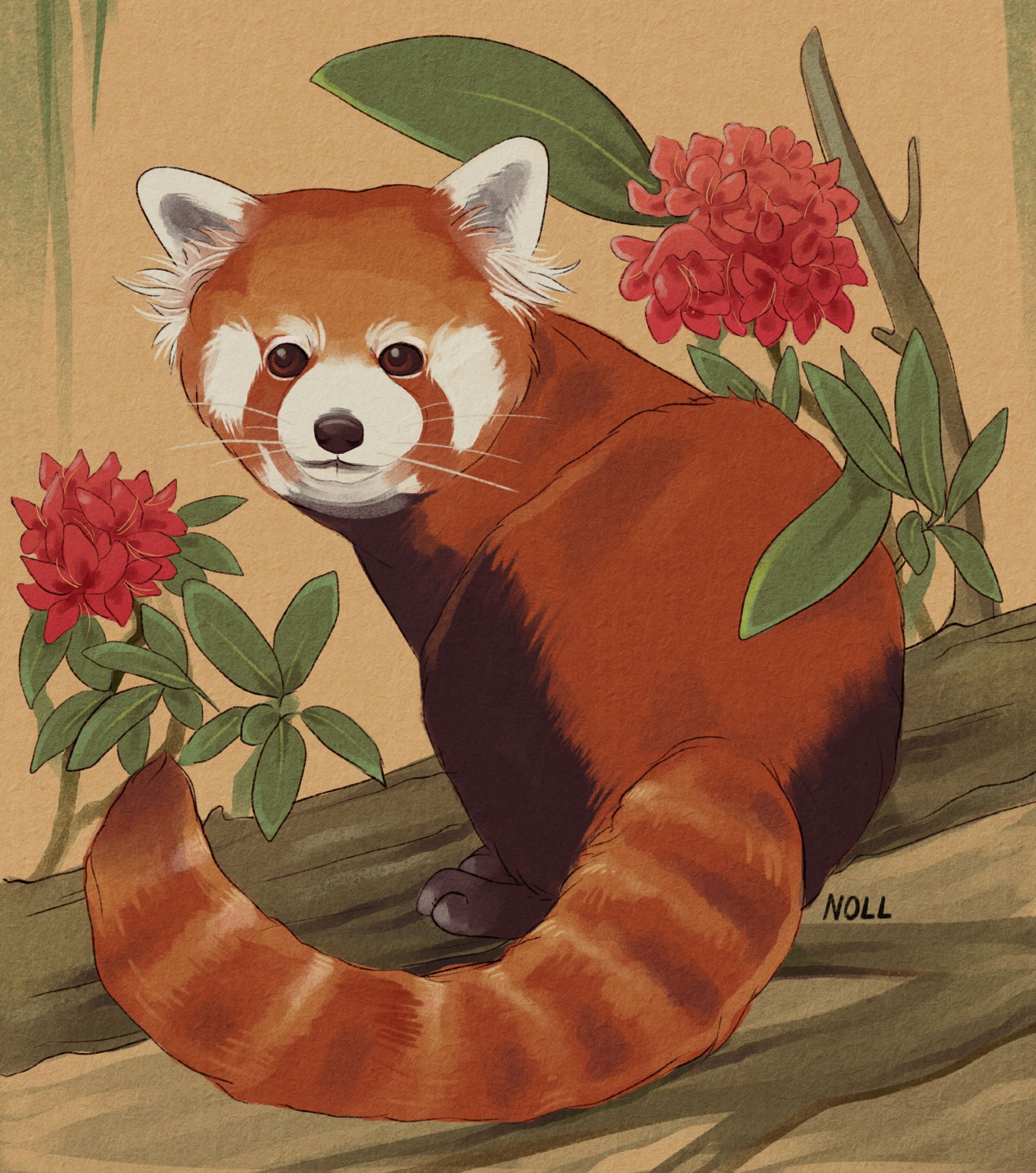 Illustration of a red panda in a realistic style looking at the viewer while standing on a branch surrounded by red flowers. The overall vibe is that of a vintage nature guidebook's entry.