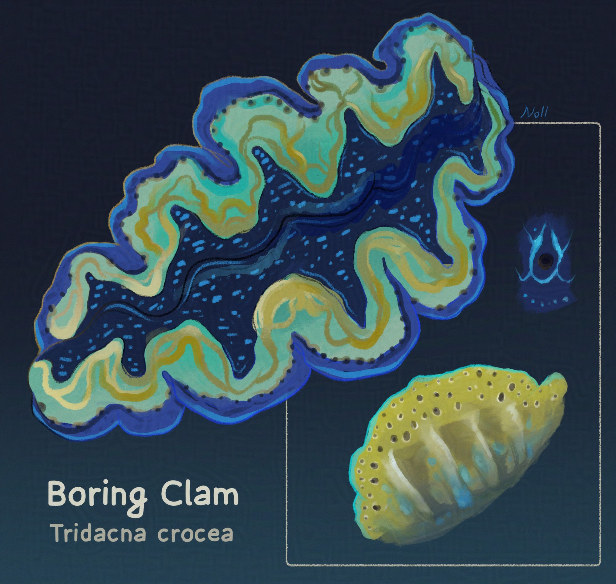 Digital art of a boring clam, Tridacha crocea, which is a particularly colorful and ornately patterned clam with a wavy shape inside. The first one drawn is blue and gold. There is a close-up of a single eye spot and a close-up of a small section of a yellow one which also shows the eyes in more detail.