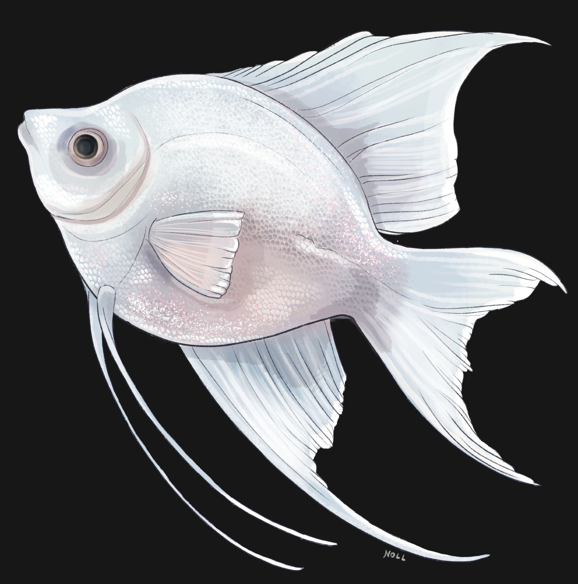 Drawing of a white, sparkly angelfish on a black background.