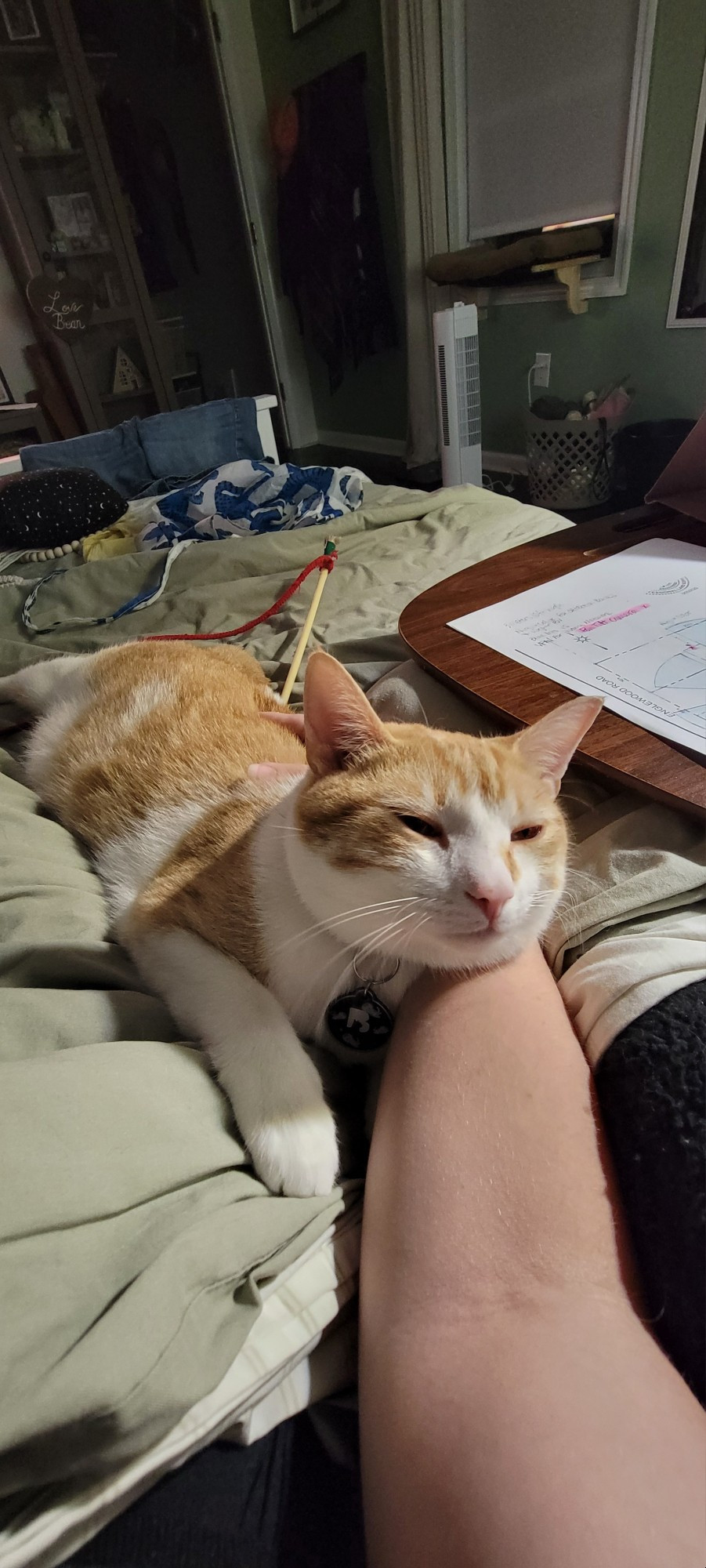 Roan, male orange & white tabby, snuggling on my arm while in bed.