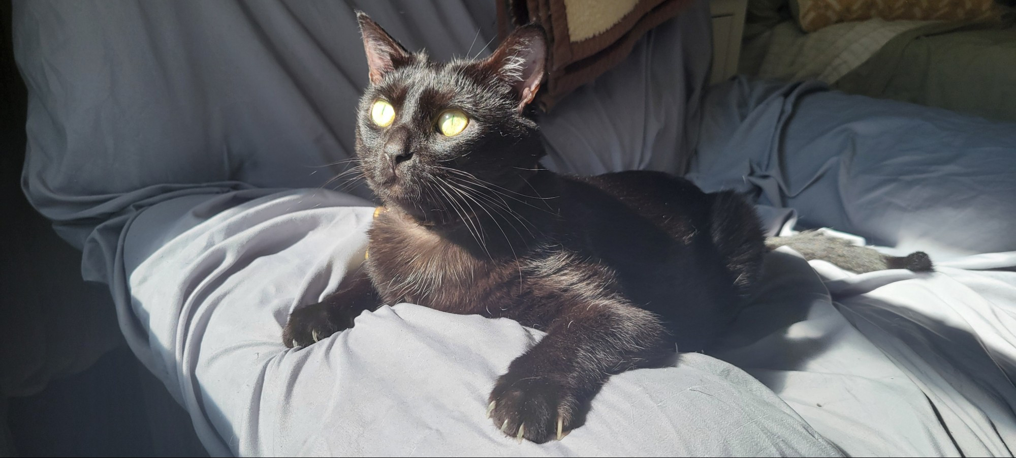 Queenie, female black cat, leaning over the edge of an arm hair with wide eyes. She stares into the morning sun happily.