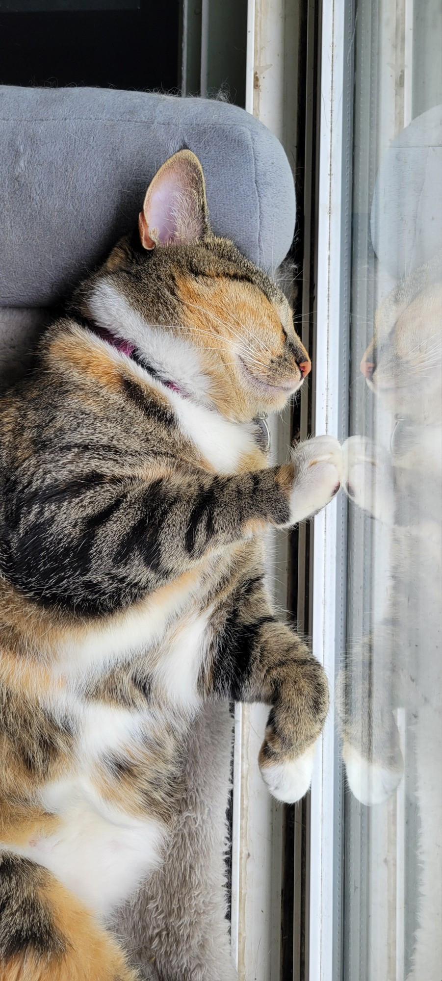 Rayla, female brown & grey tabby, sleeping in her window bed. Her paw is gently pressed against the glass while she snoozes.